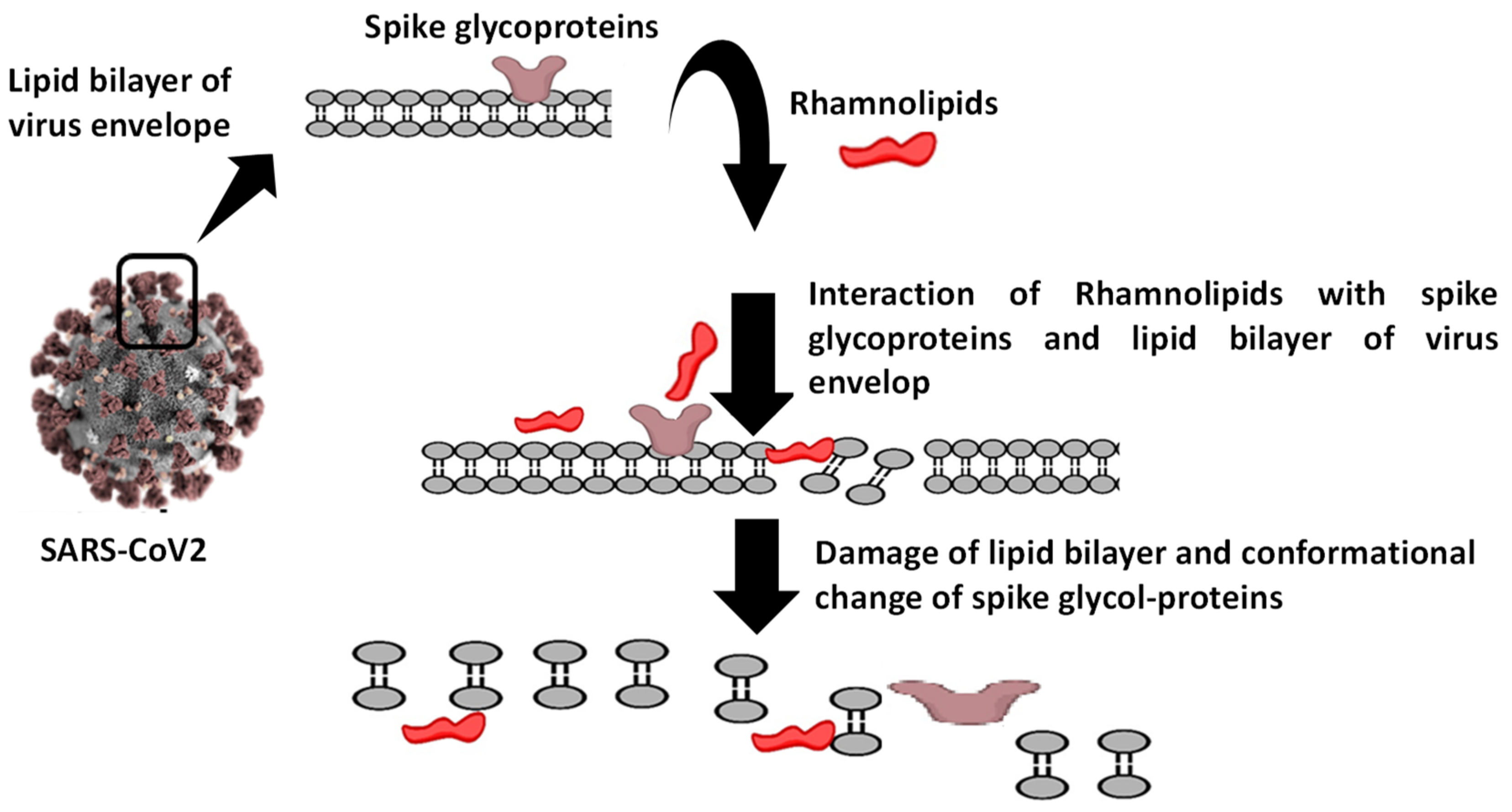 Antibiotics 10 00751 g008