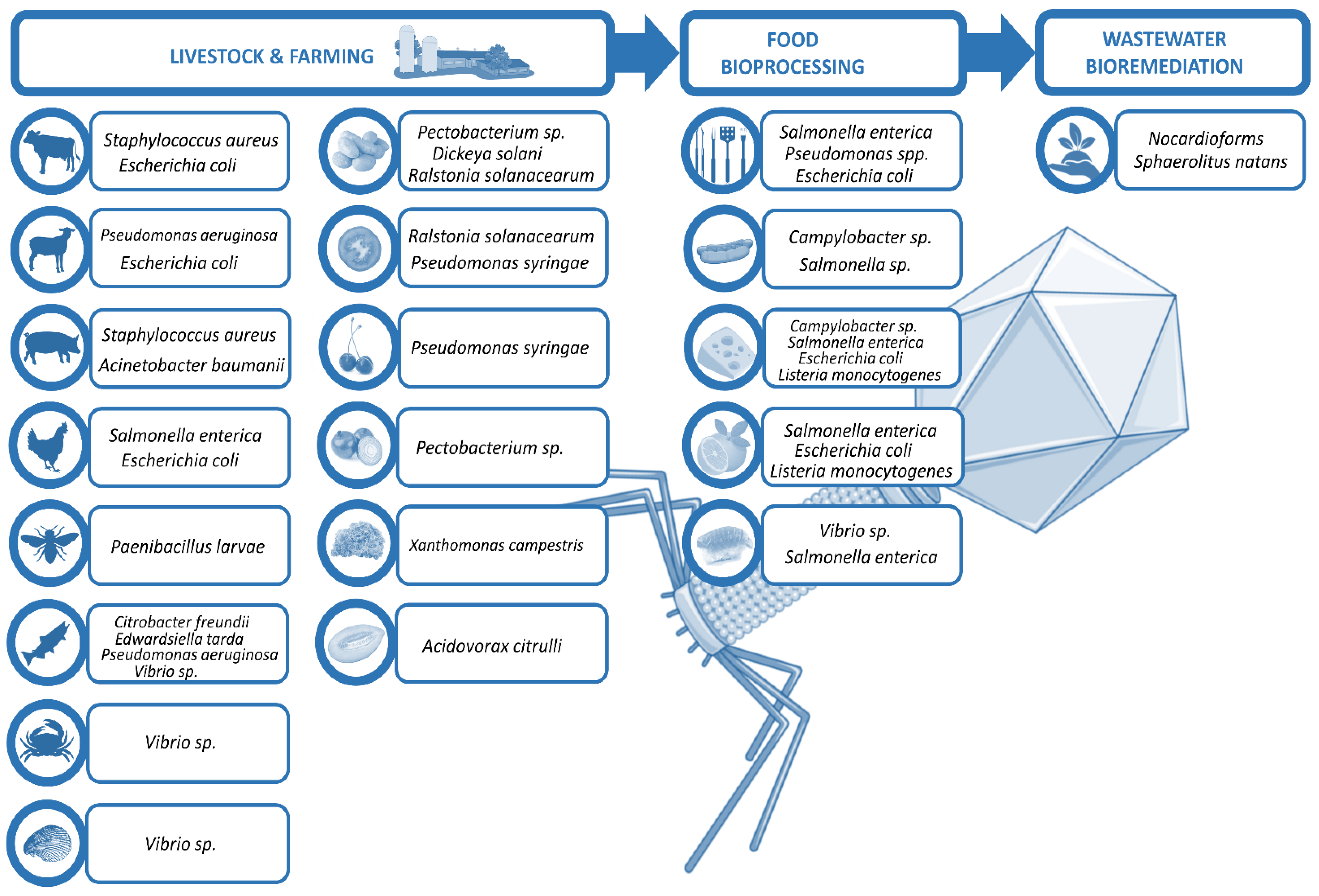 Antibiotics 10 00786 g001