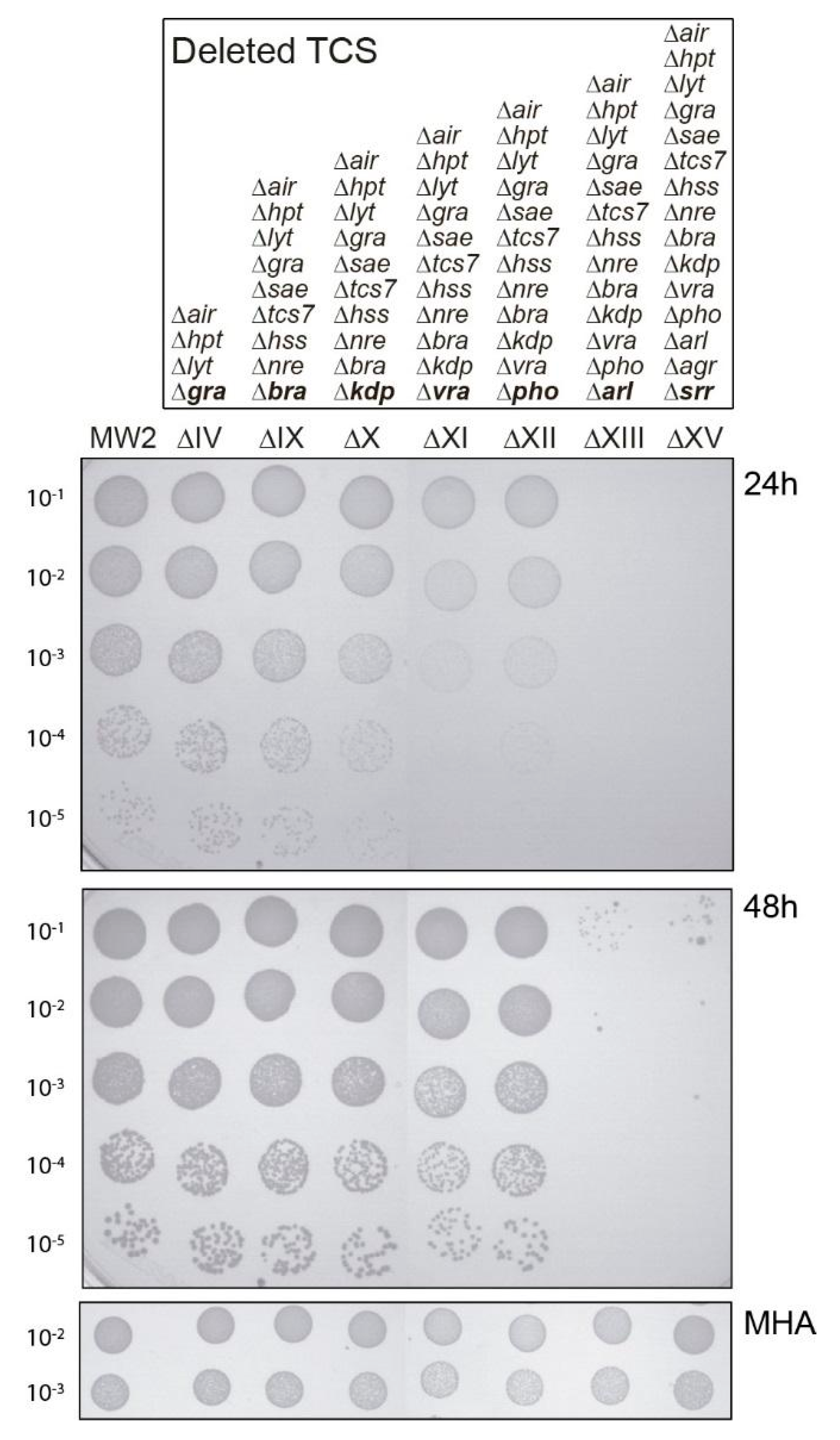 Antibiotics 10 00821 g001
