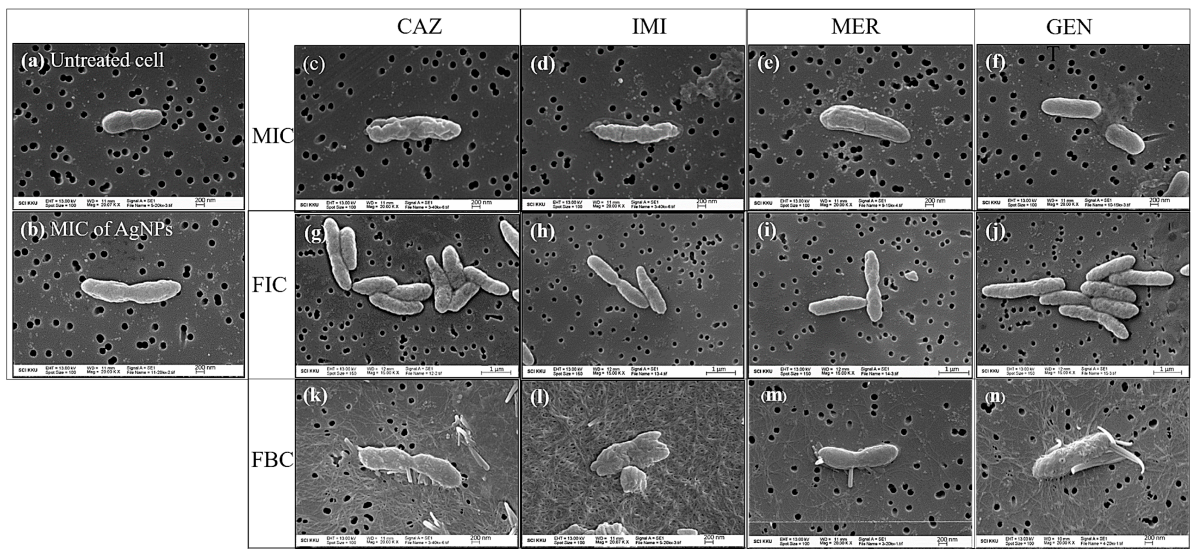 Antibiotics 10 00839 g005