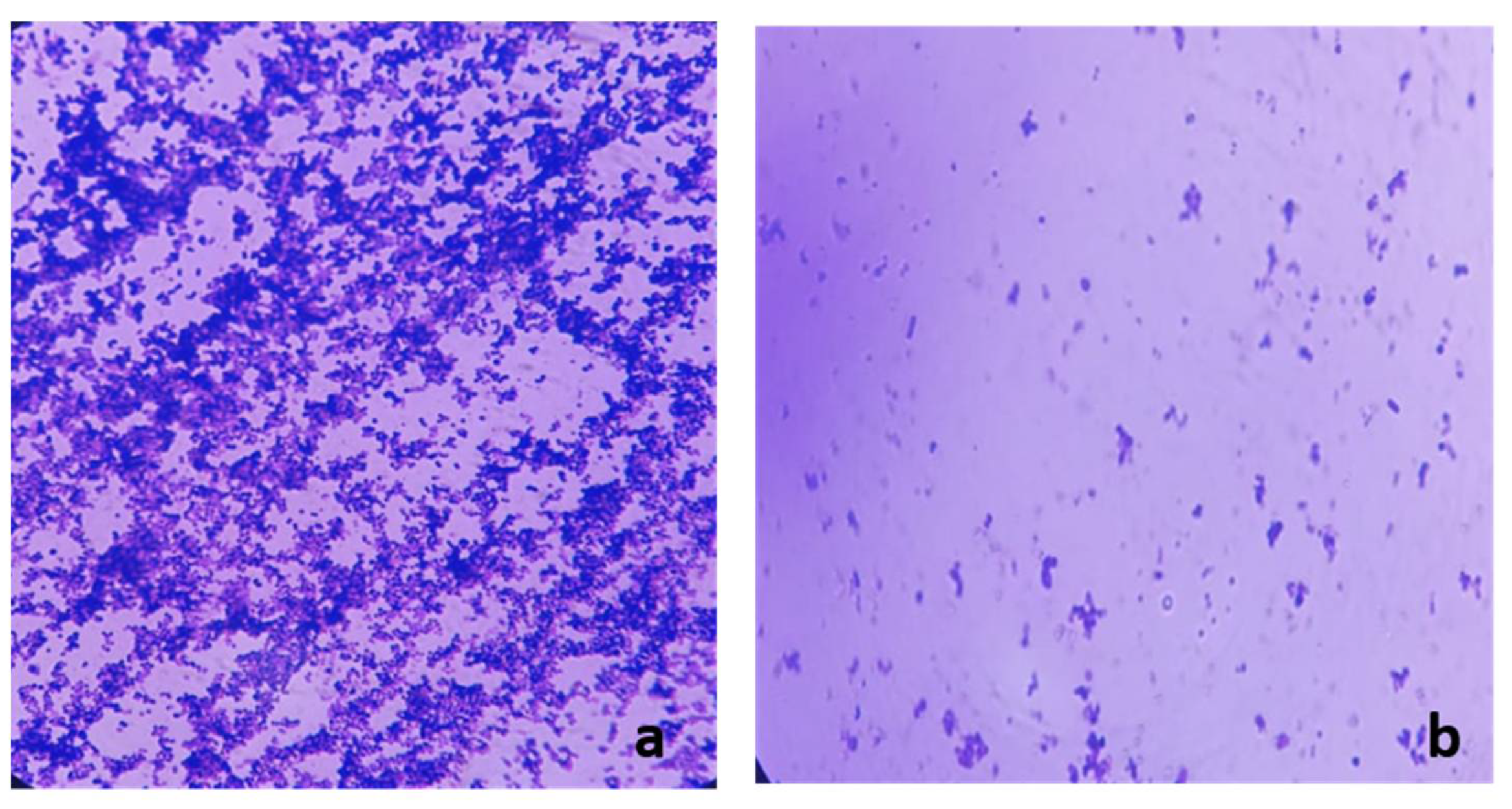 Antibiotics 10 00859 g007 Antibiotics 10 00859 g007