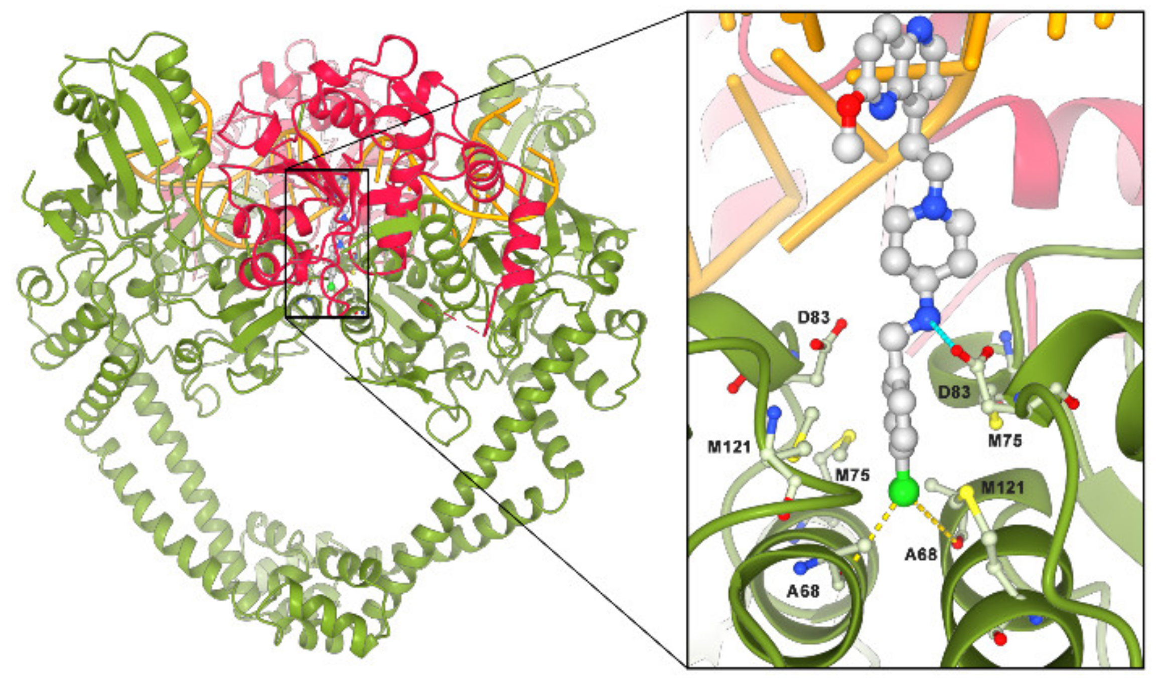 Antibiotics 10 00862 g001