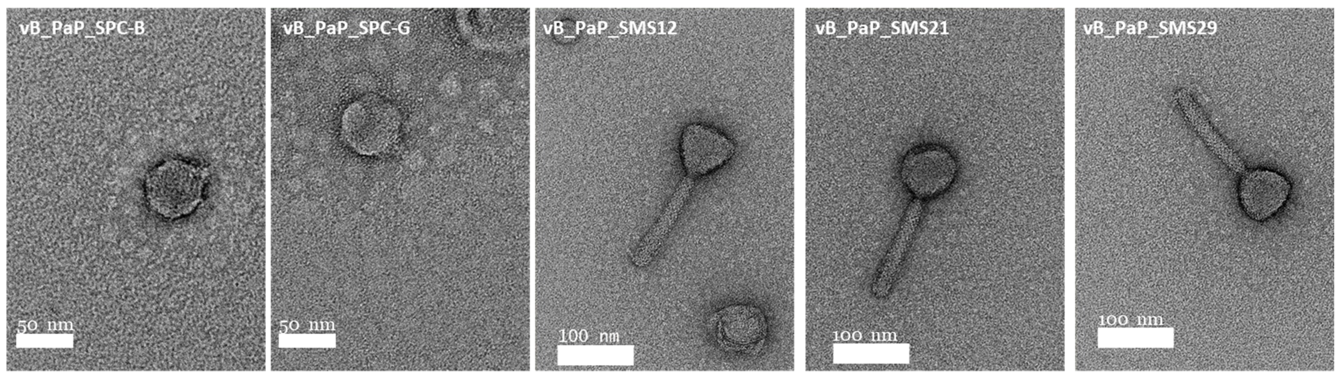 Antibiotics 10 00877 g001