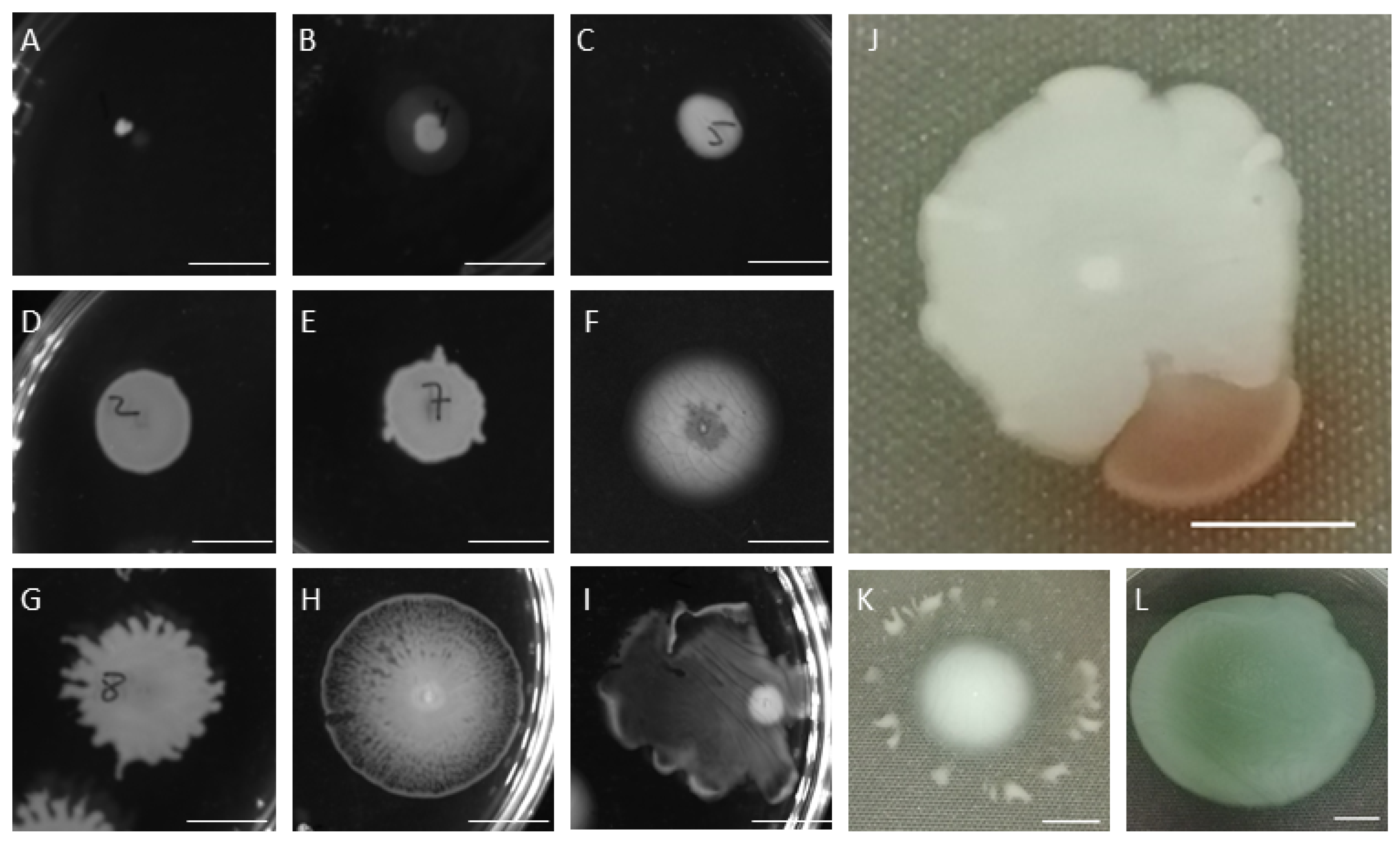 Antibiotics 10 00877 g006