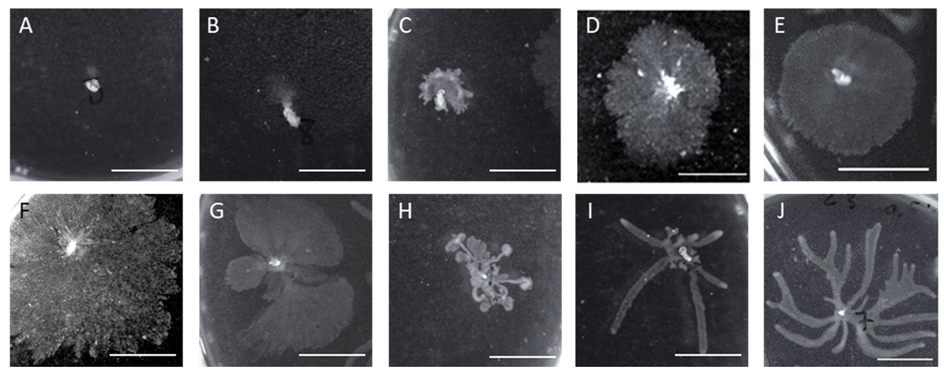 Antibiotics 10 00877 g007