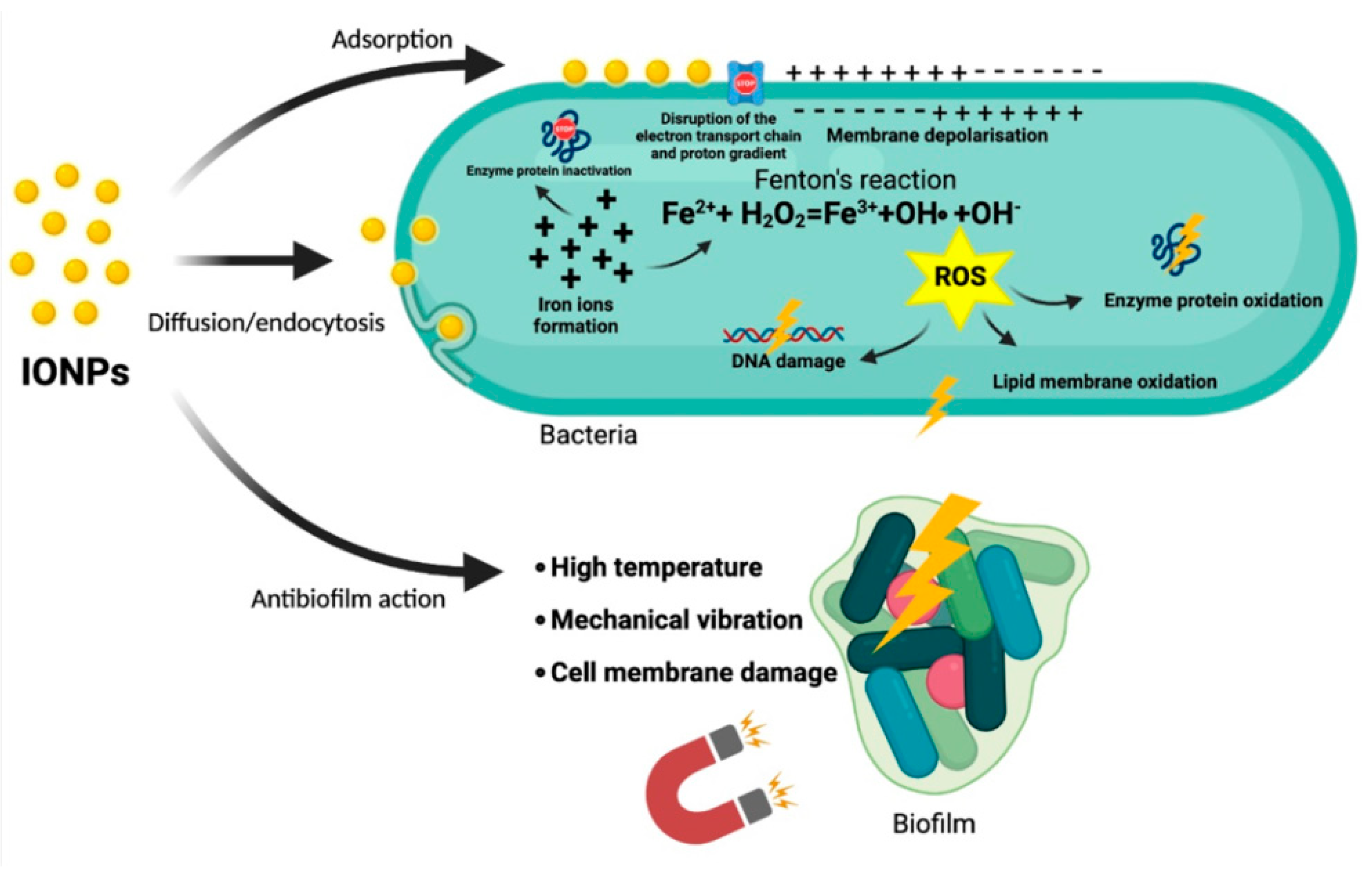 Antibiotics 10 00884 g001