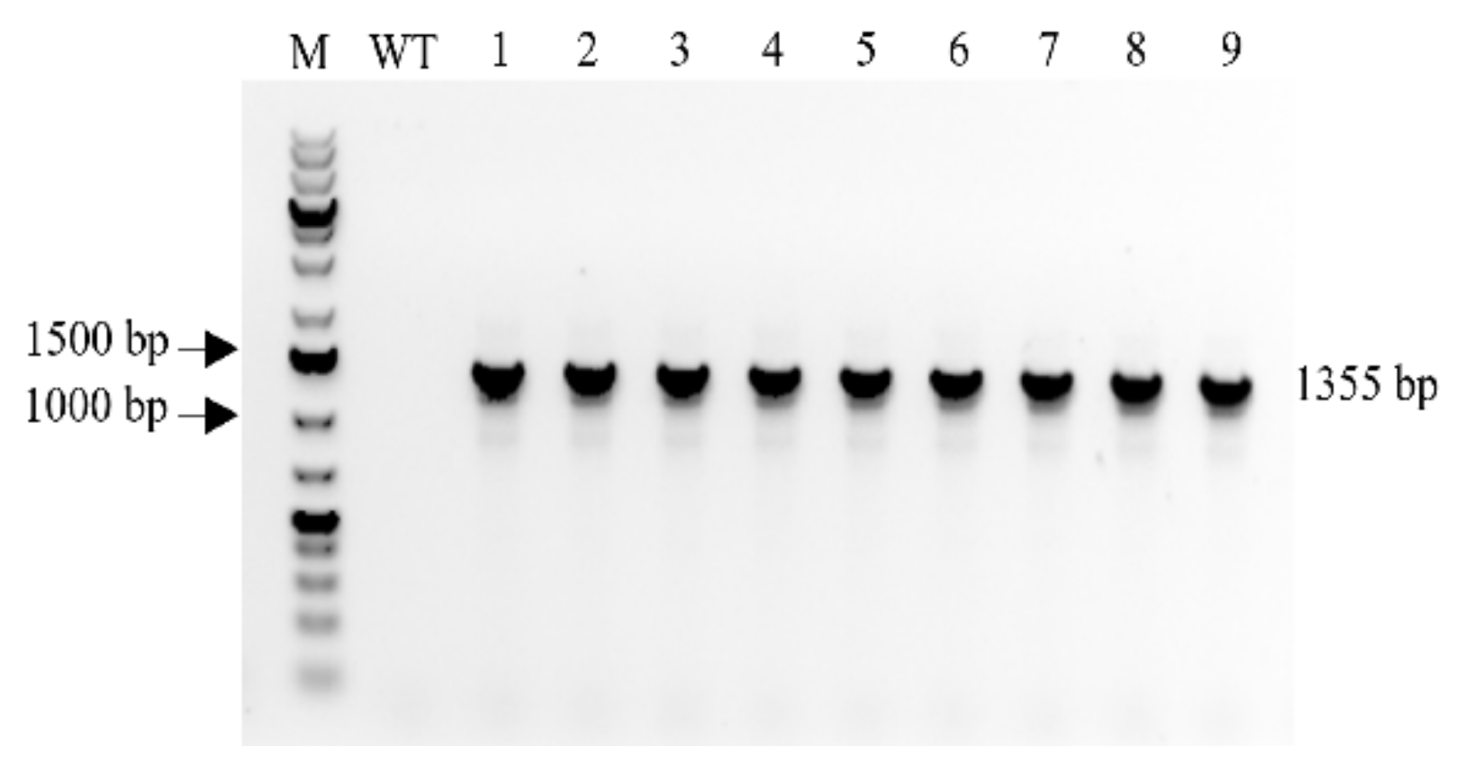 Antibiotics 10 00898 g001