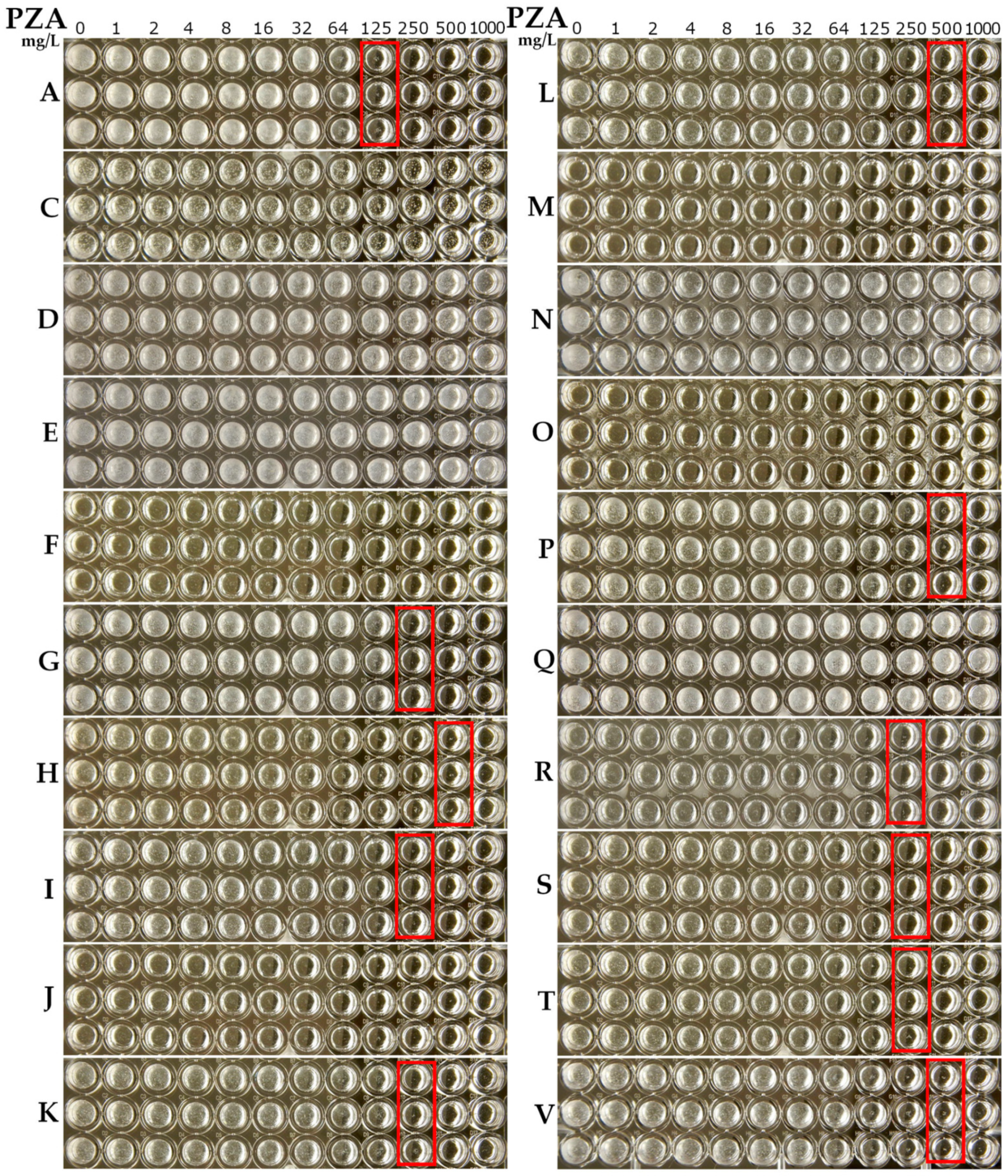 Antibiotics 10 00909 g001