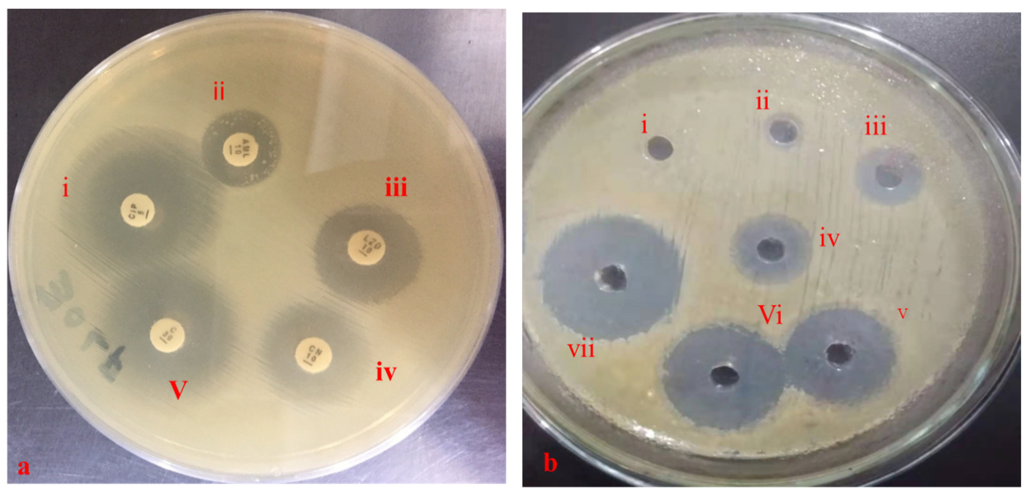 Antibiotics 10 00997 g004 Antibiotics 10 00997 g004