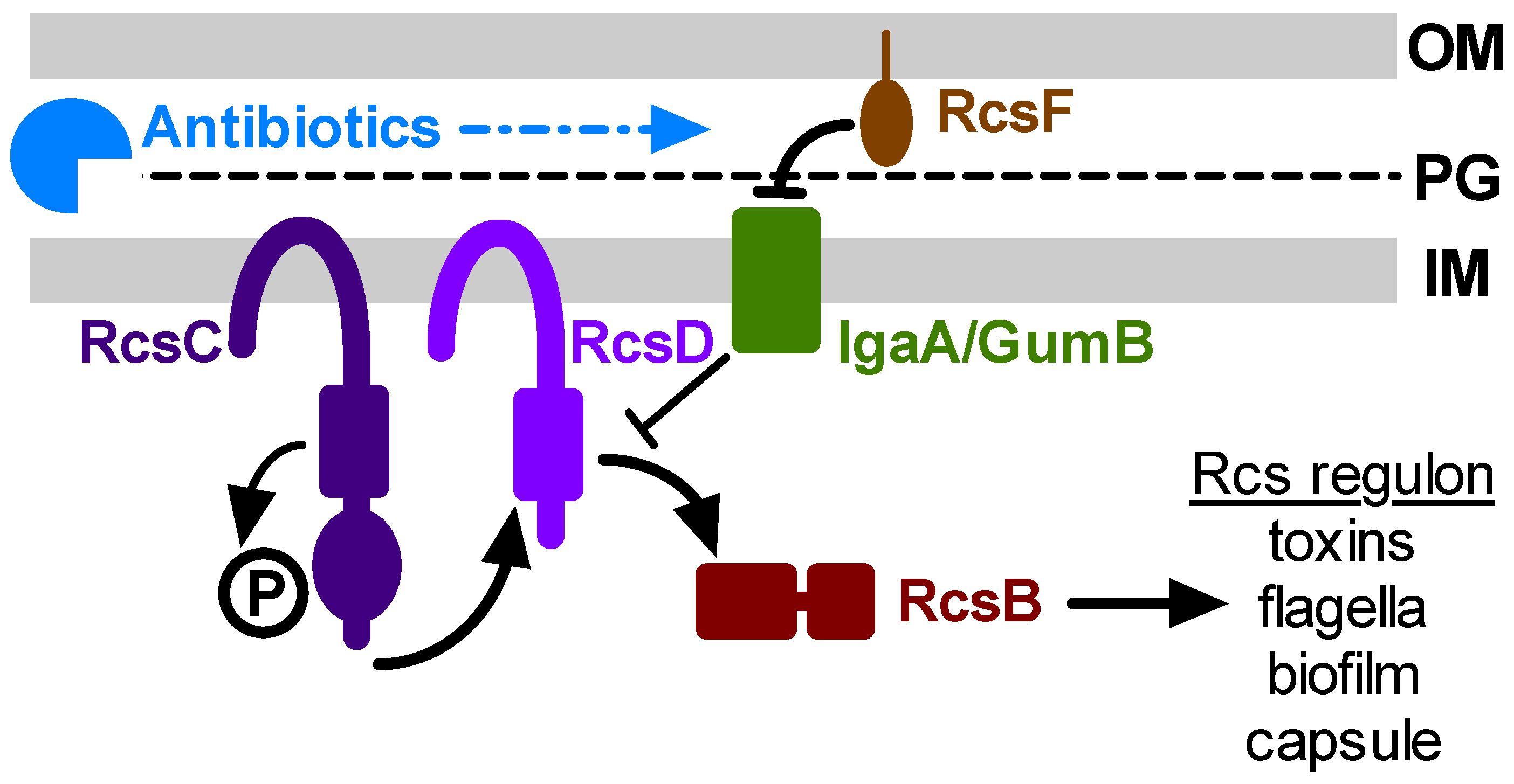 Antibiotics 10 01033 g001