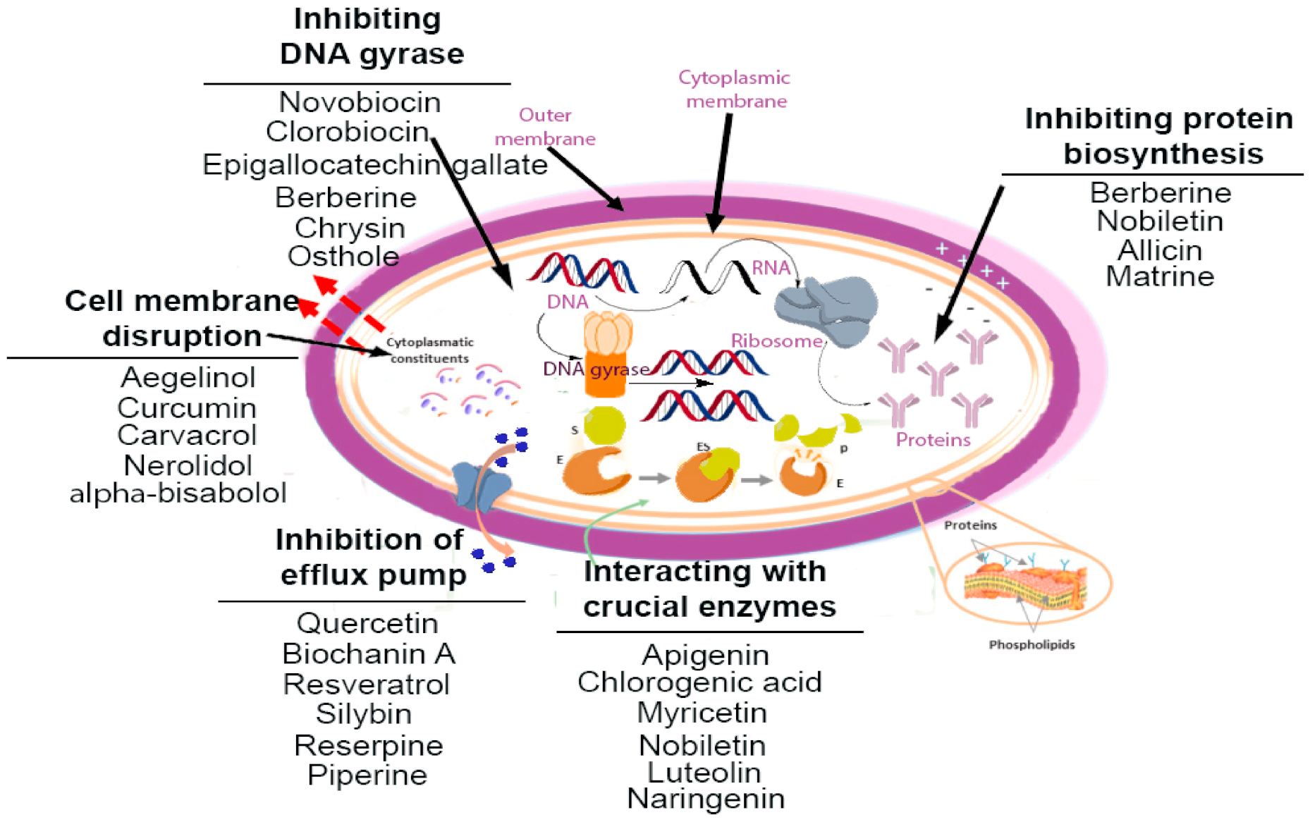 Antibiotics 10 01044 g001