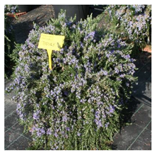 Antibiotics 10 01090 i001