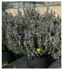 Antibiotics 10 01090 i002