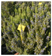 Antibiotics 10 01090 i003