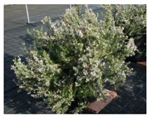 Antibiotics 10 01090 i004