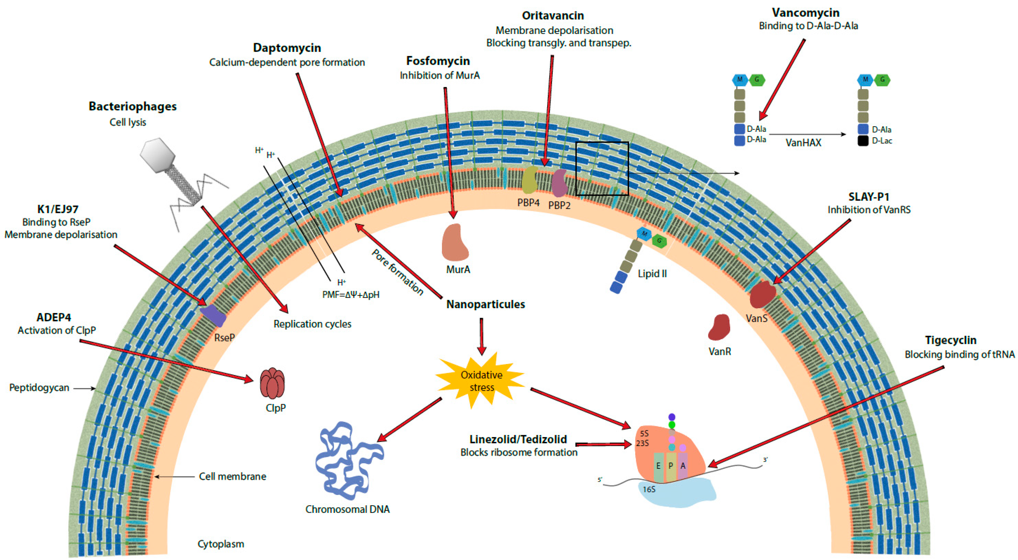 Antibiotics 10 01116 g001