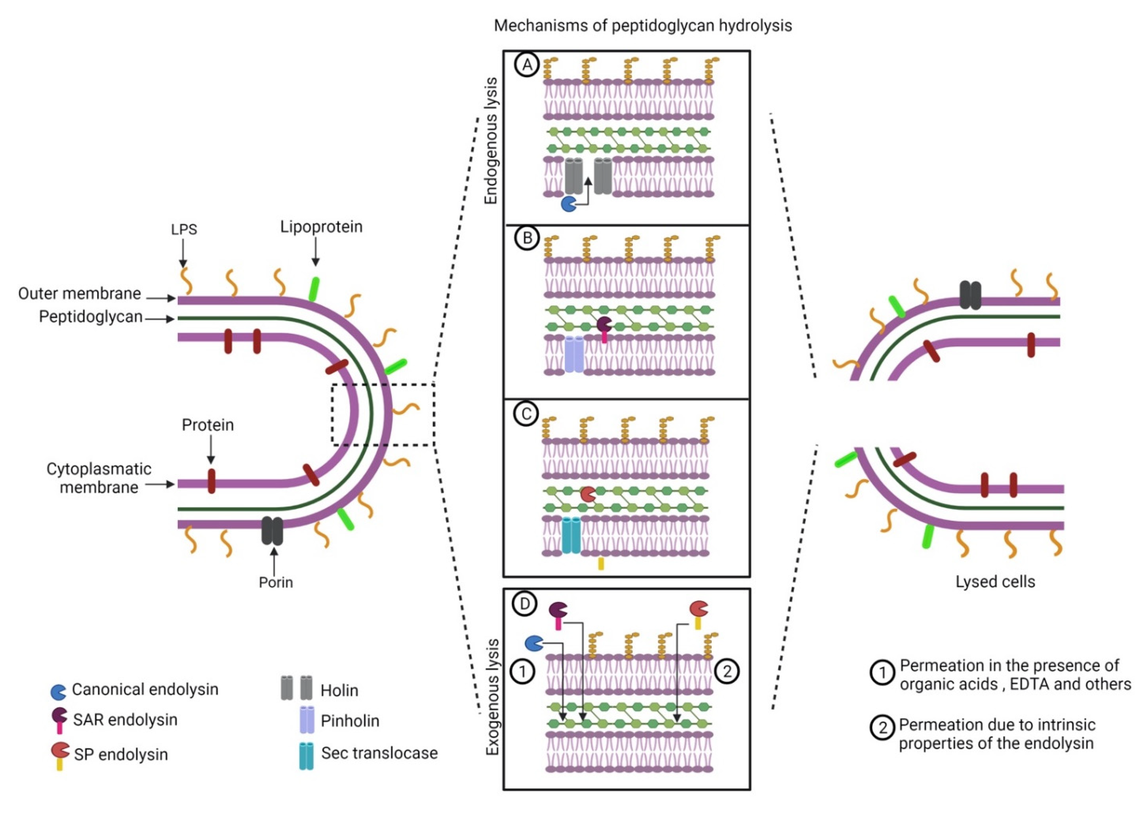 Antibiotics 10 01143 g001