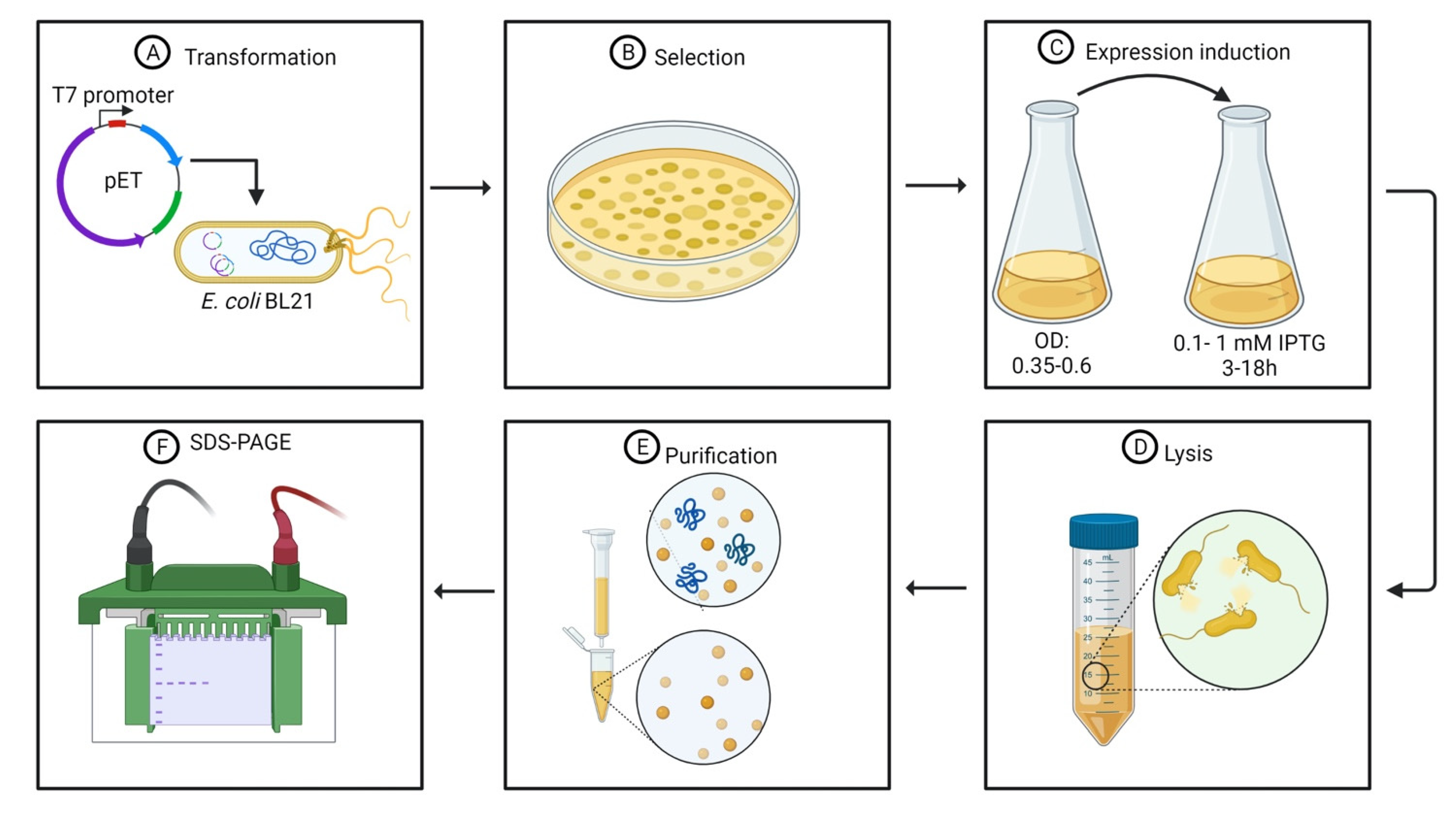 Antibiotics 10 01143 g002