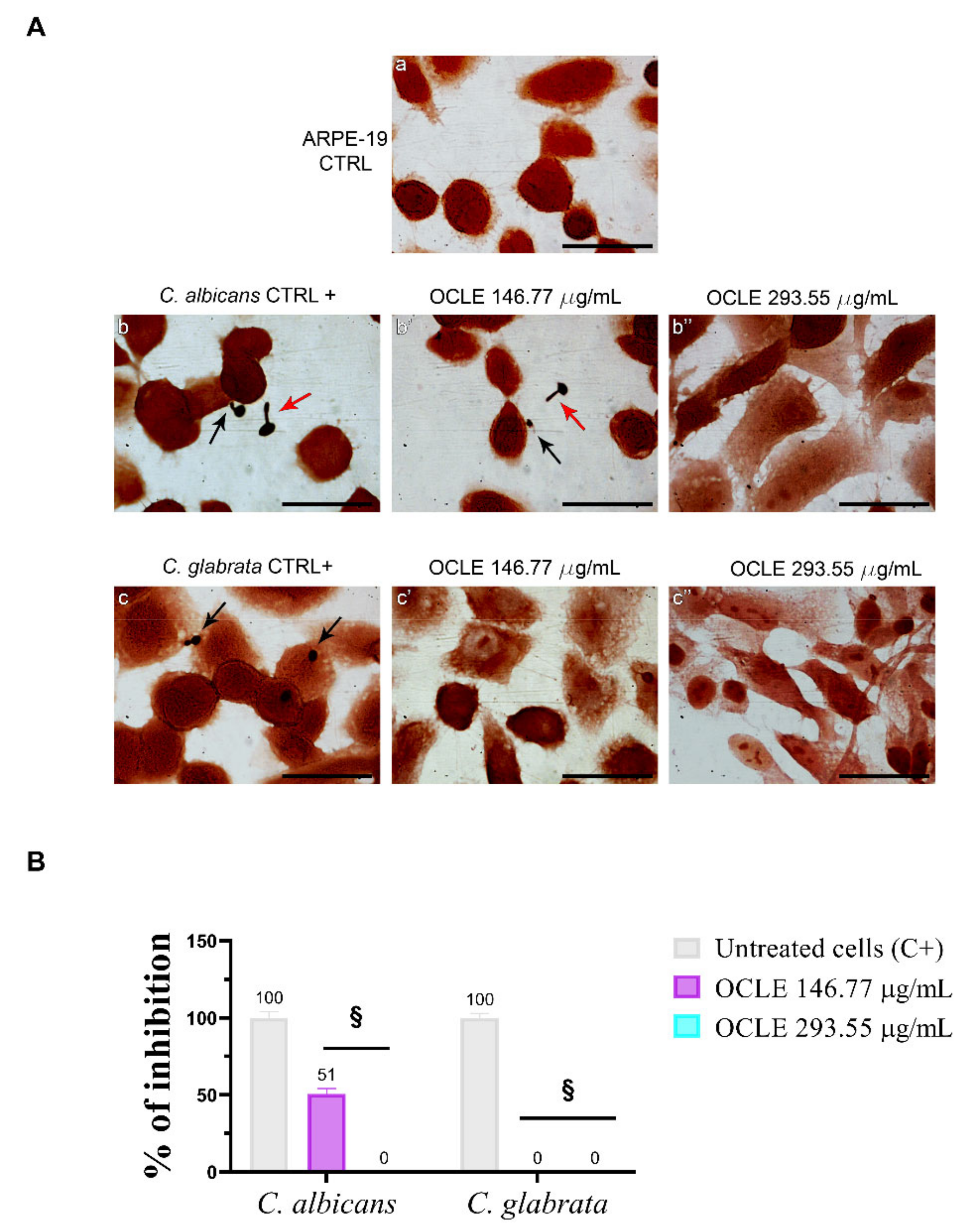 Antibiotics 10 01373 g005