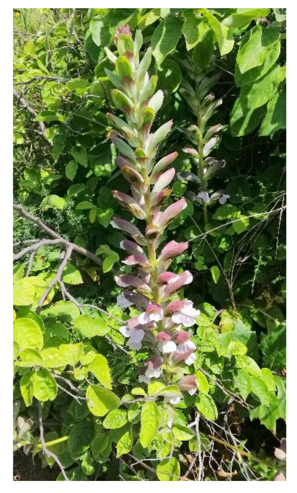 Antibiotics 10 01373 g006