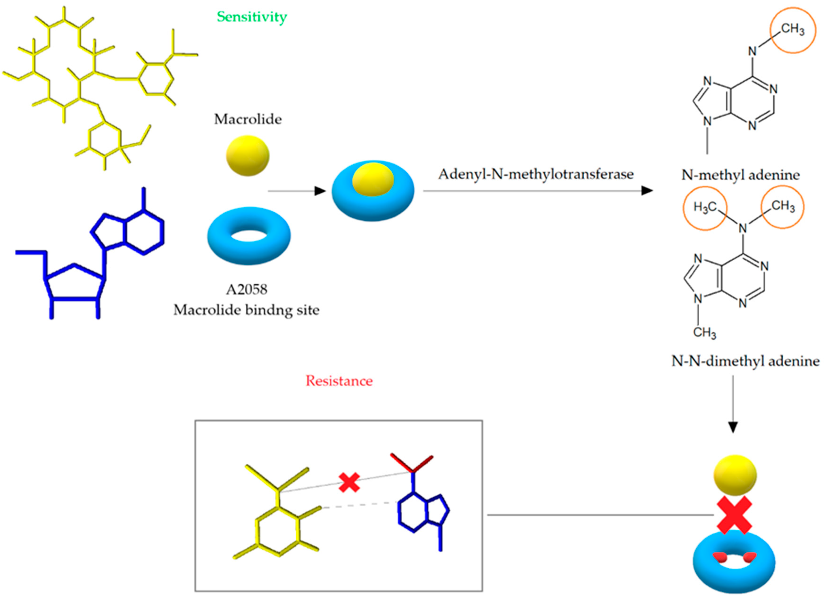 Antibiotics 10 01406 g006
