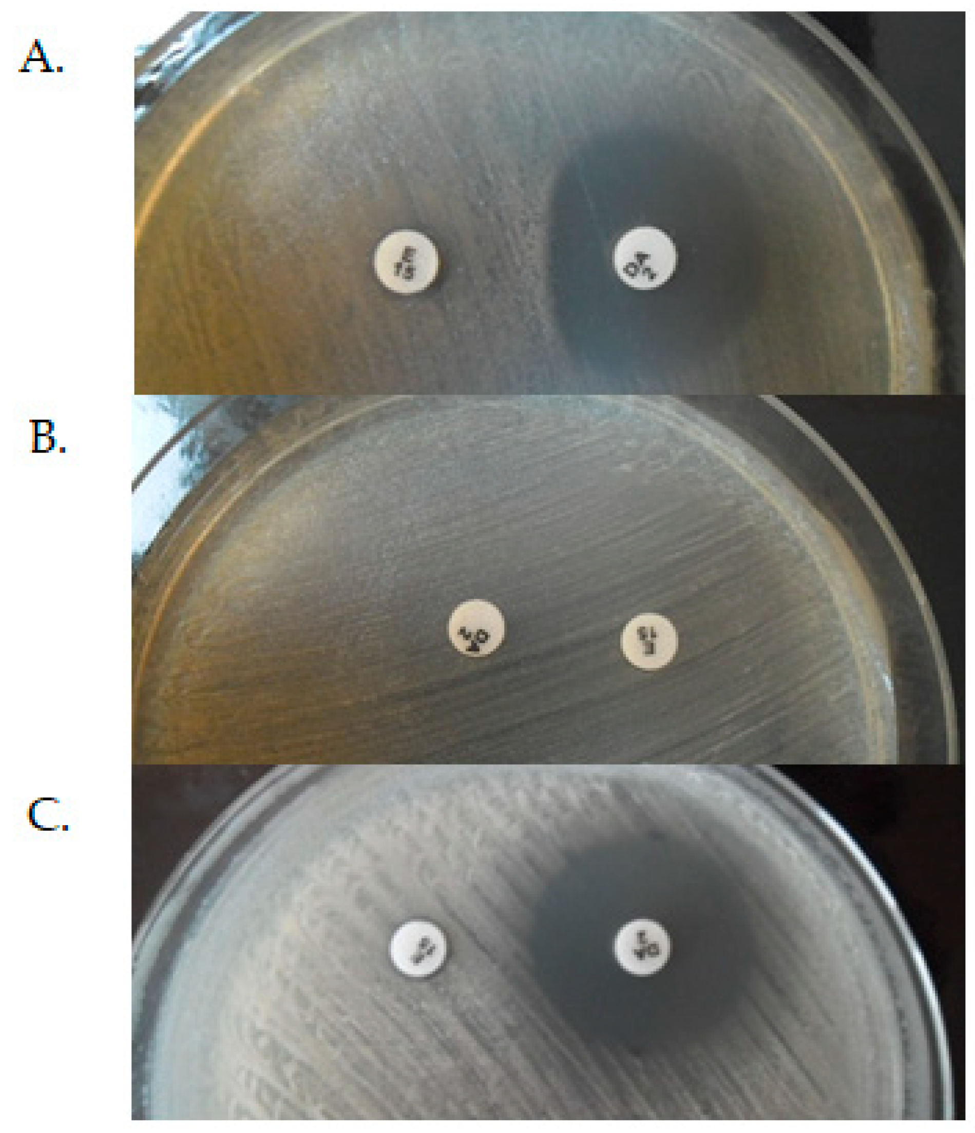 Antibiotics 10 01406 g007