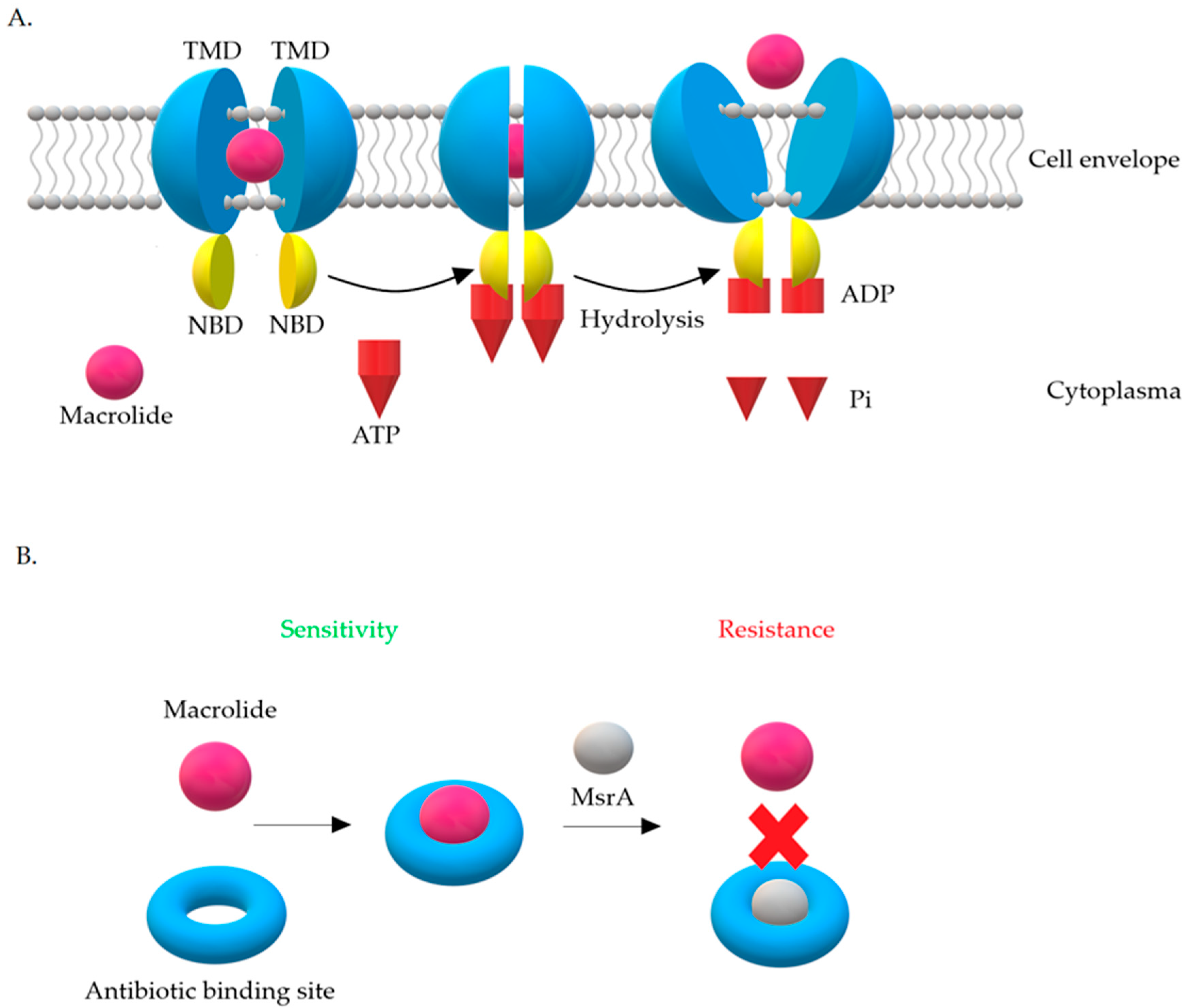 Antibiotics 10 01406 g010