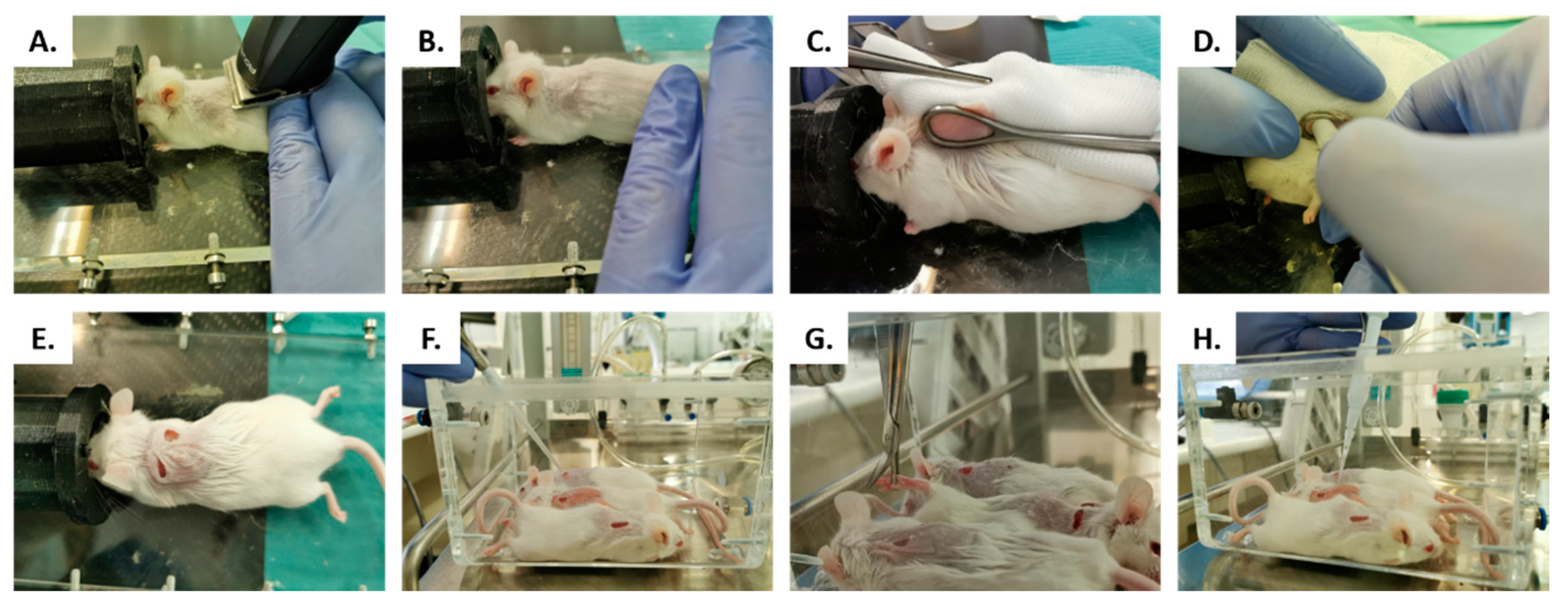Antibiotics 10 01481 g011