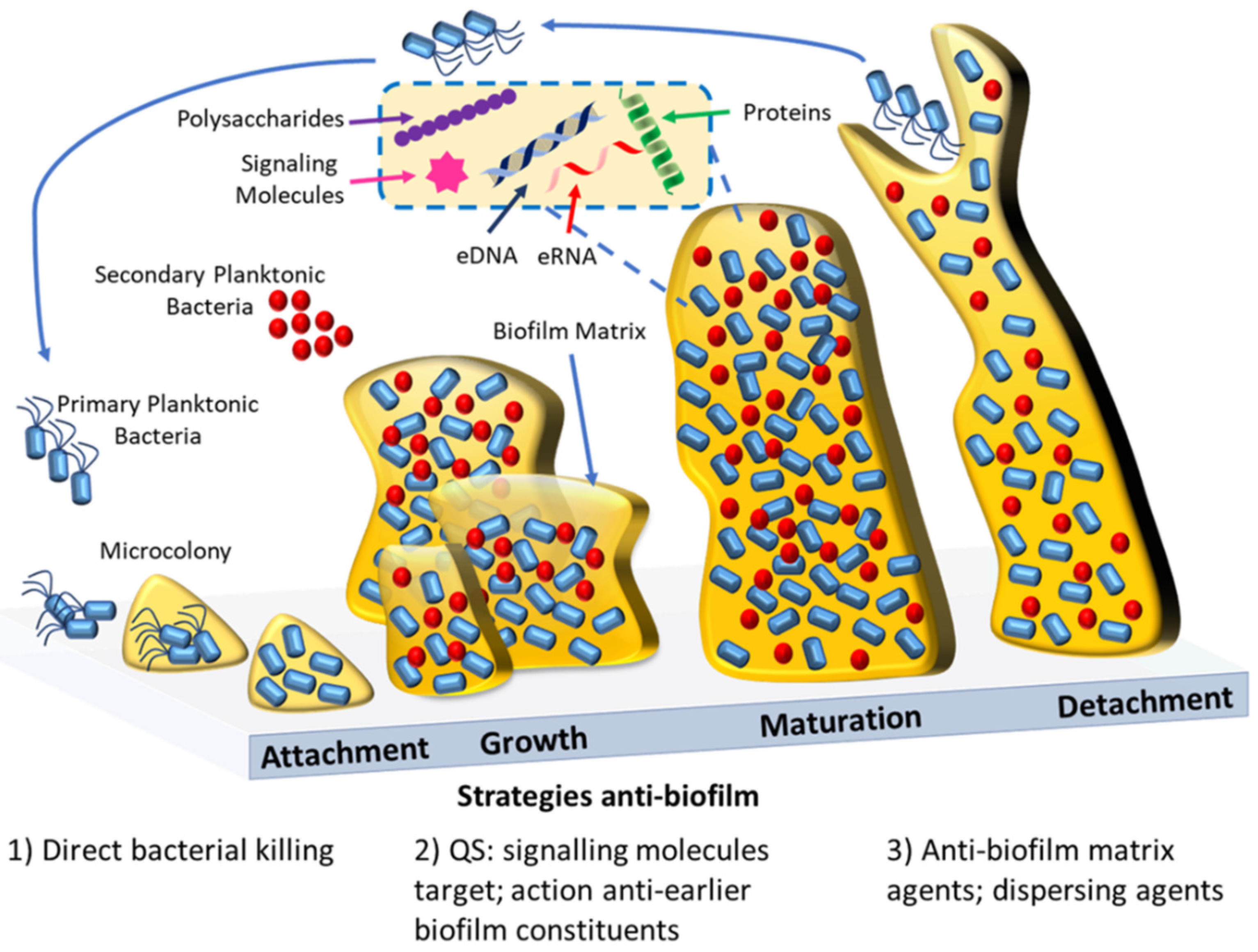 Antibiotics 10 01482 g002