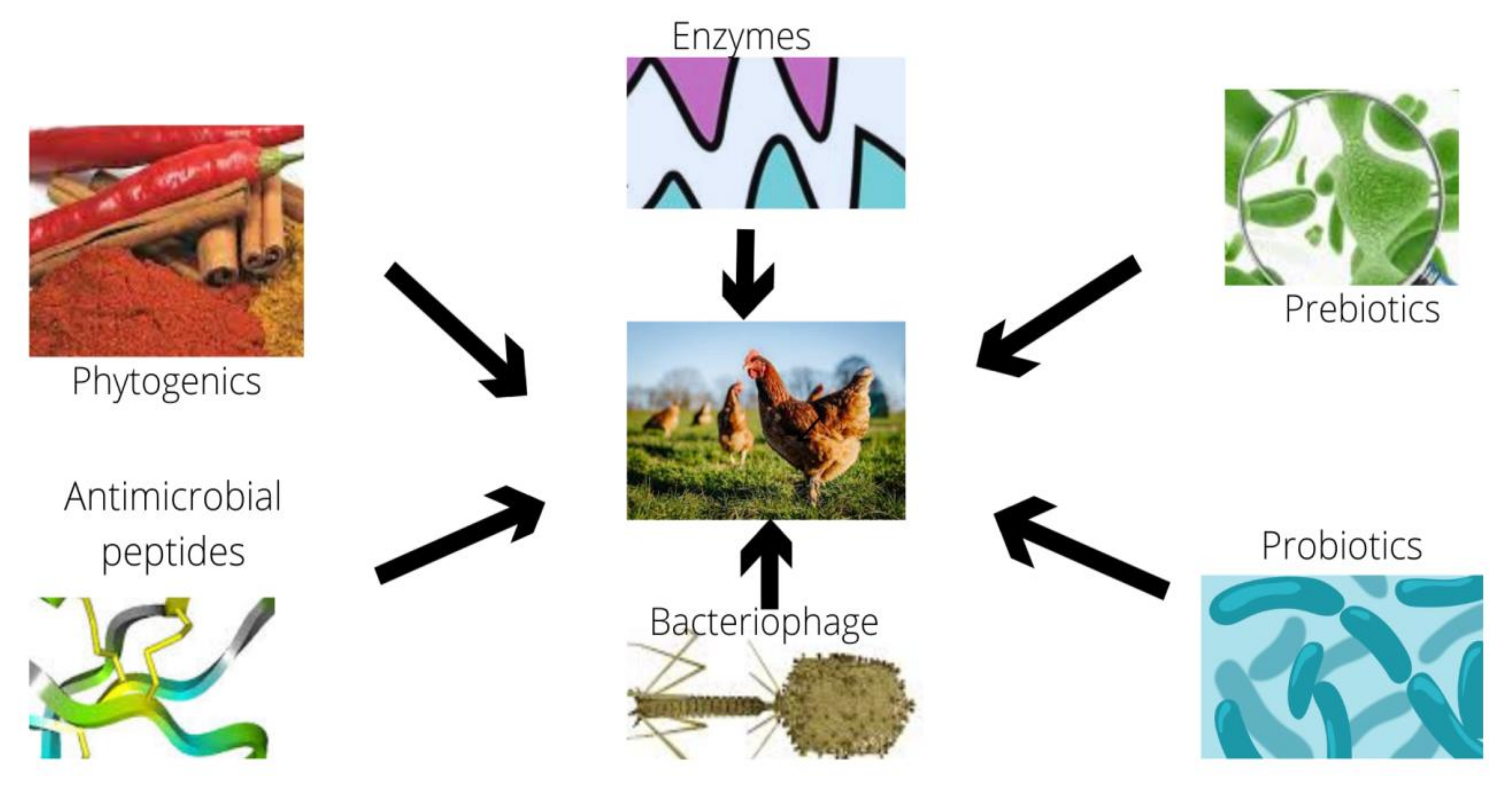 Antibiotics 10 01540 g001