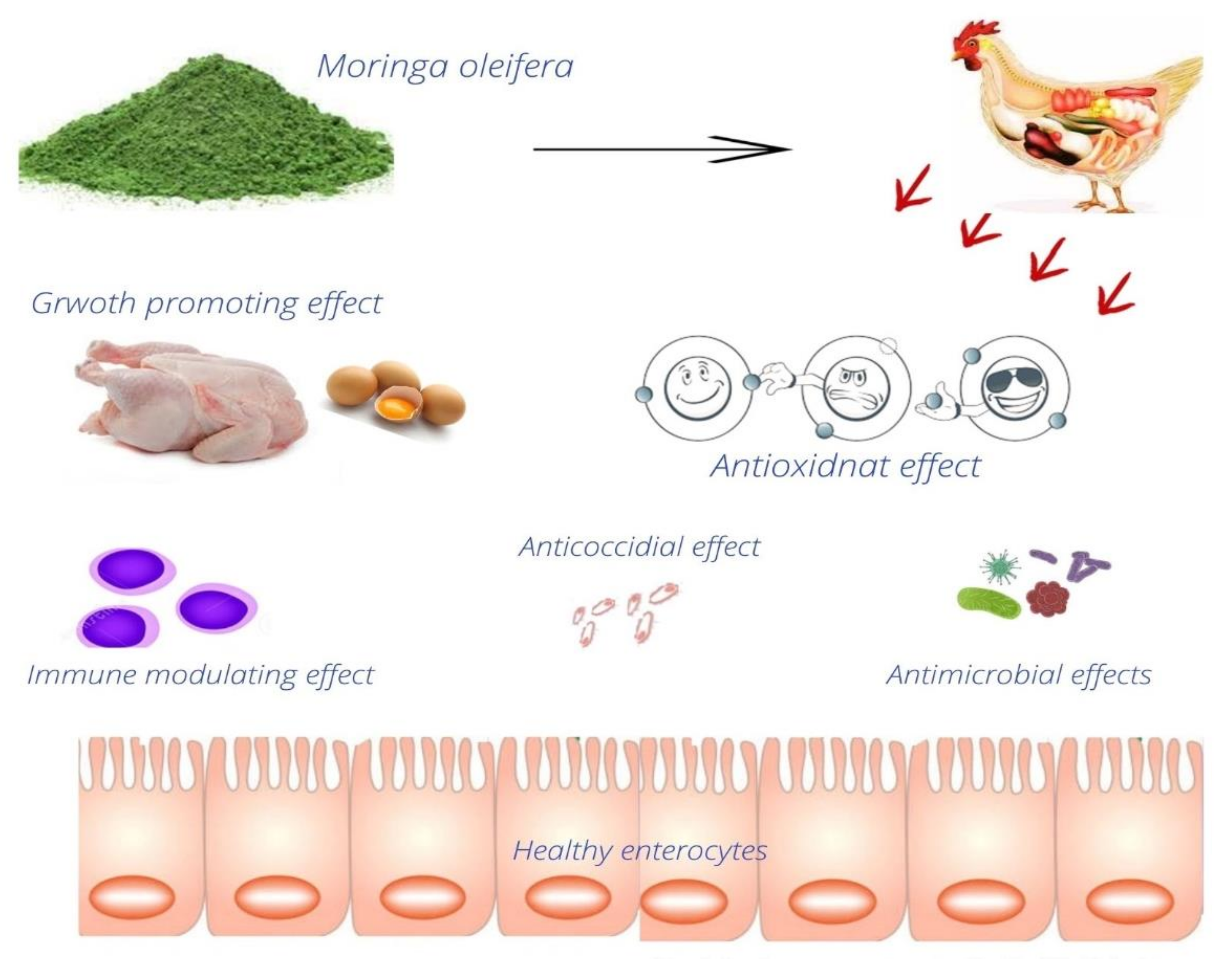 Antibiotics 10 01540 g003