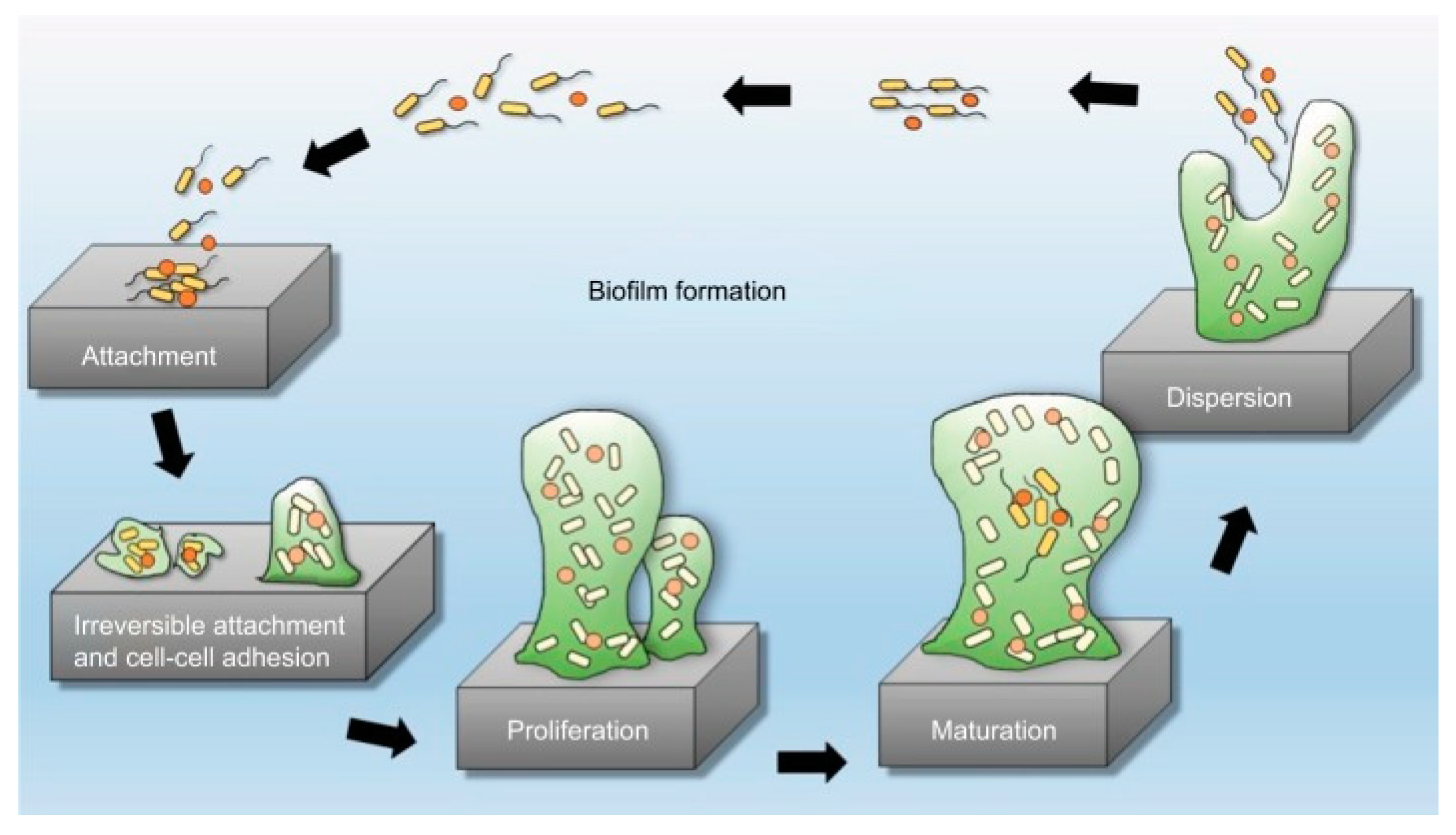 Antibiotics 11 00013 g002
