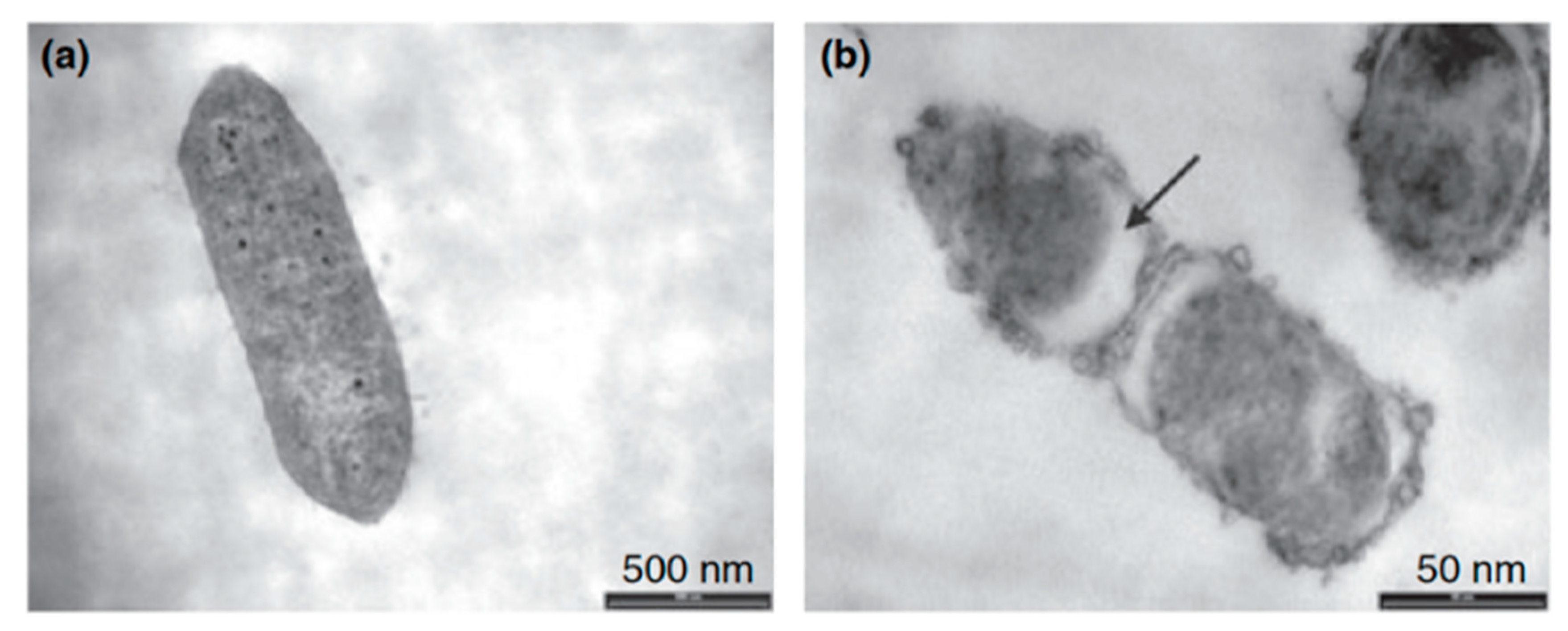 Antibiotics 11 00013 g018