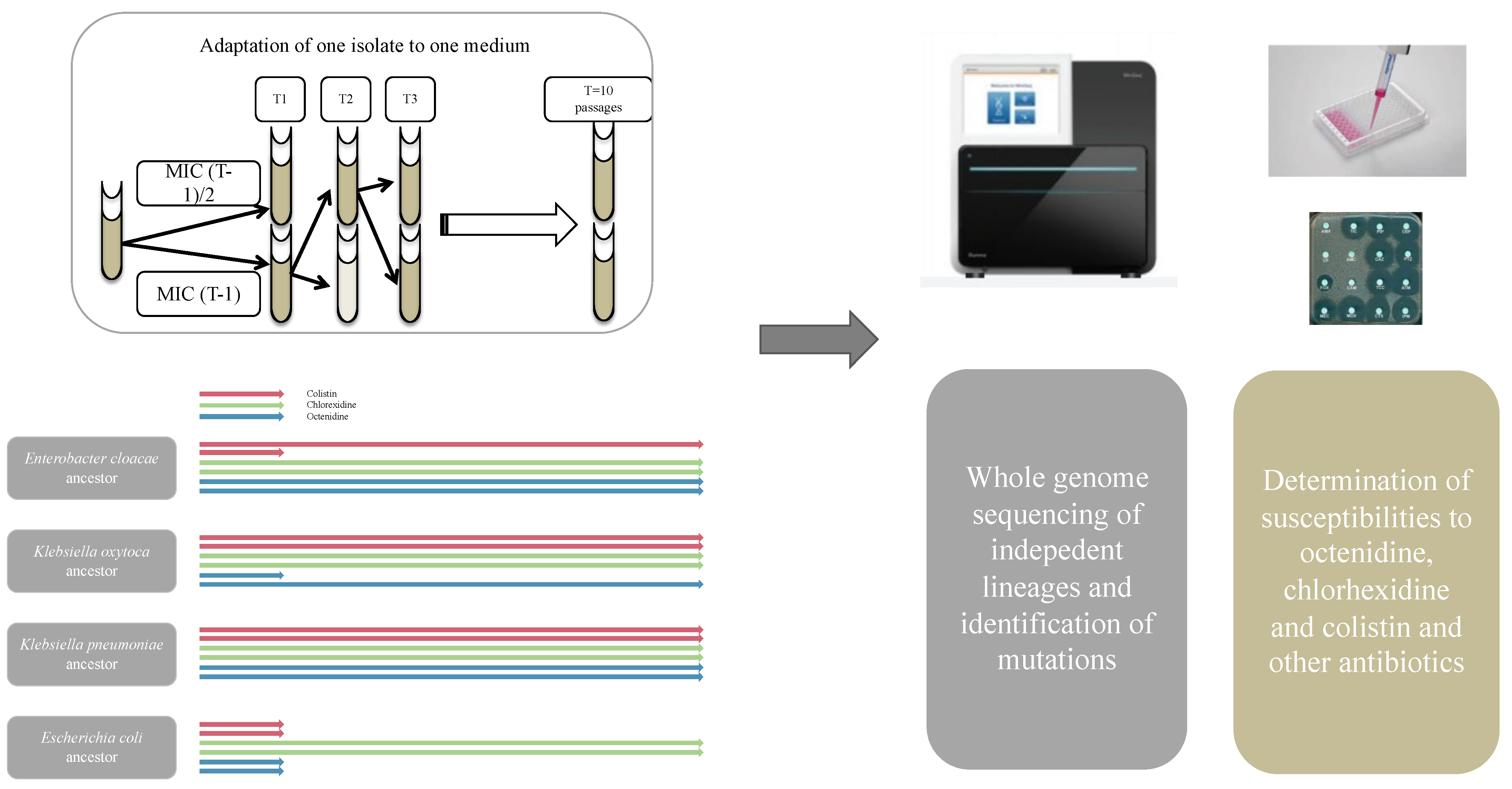 Antibiotics 11 00050 g001