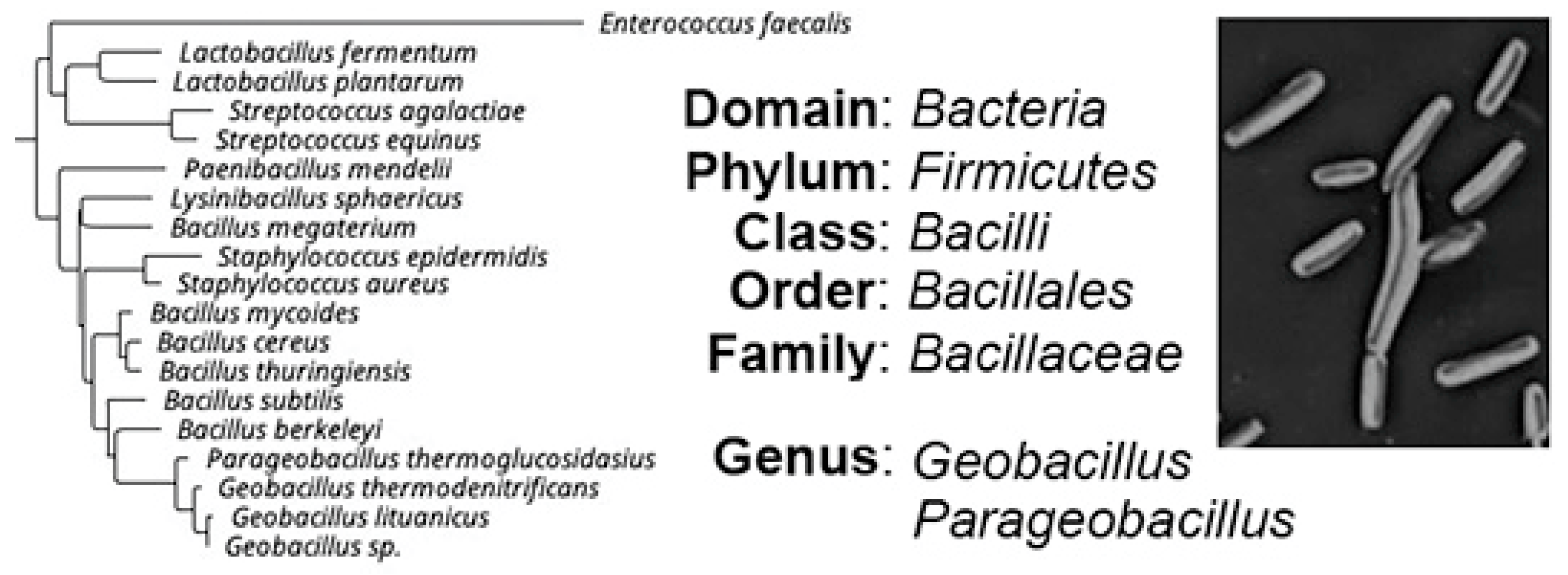 Antibiotics 11 00242 g001