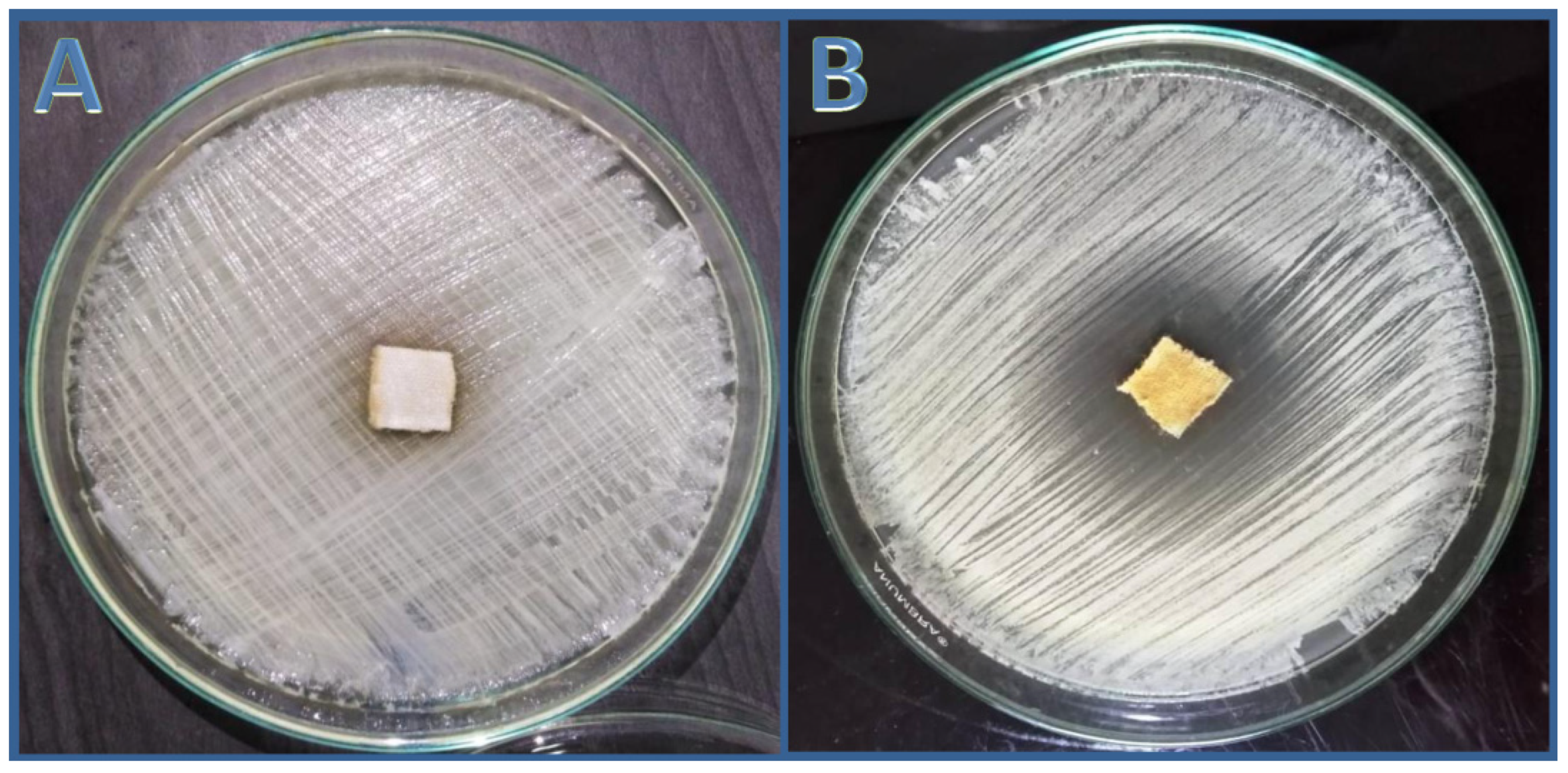 Antibiotics 11 00327 g006 Antibiotics 11 00327 g006