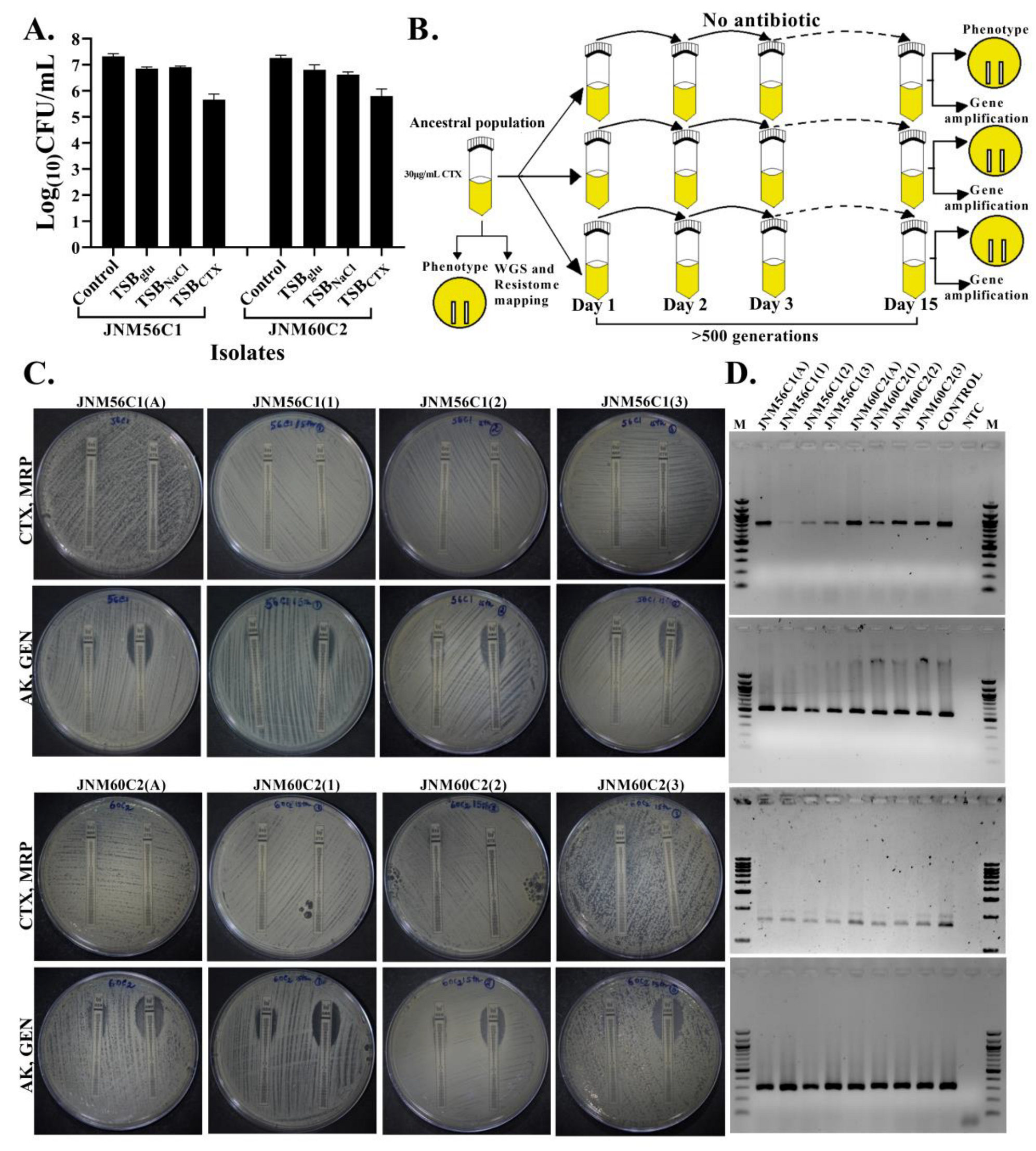 Antibiotics 11 00360 g003