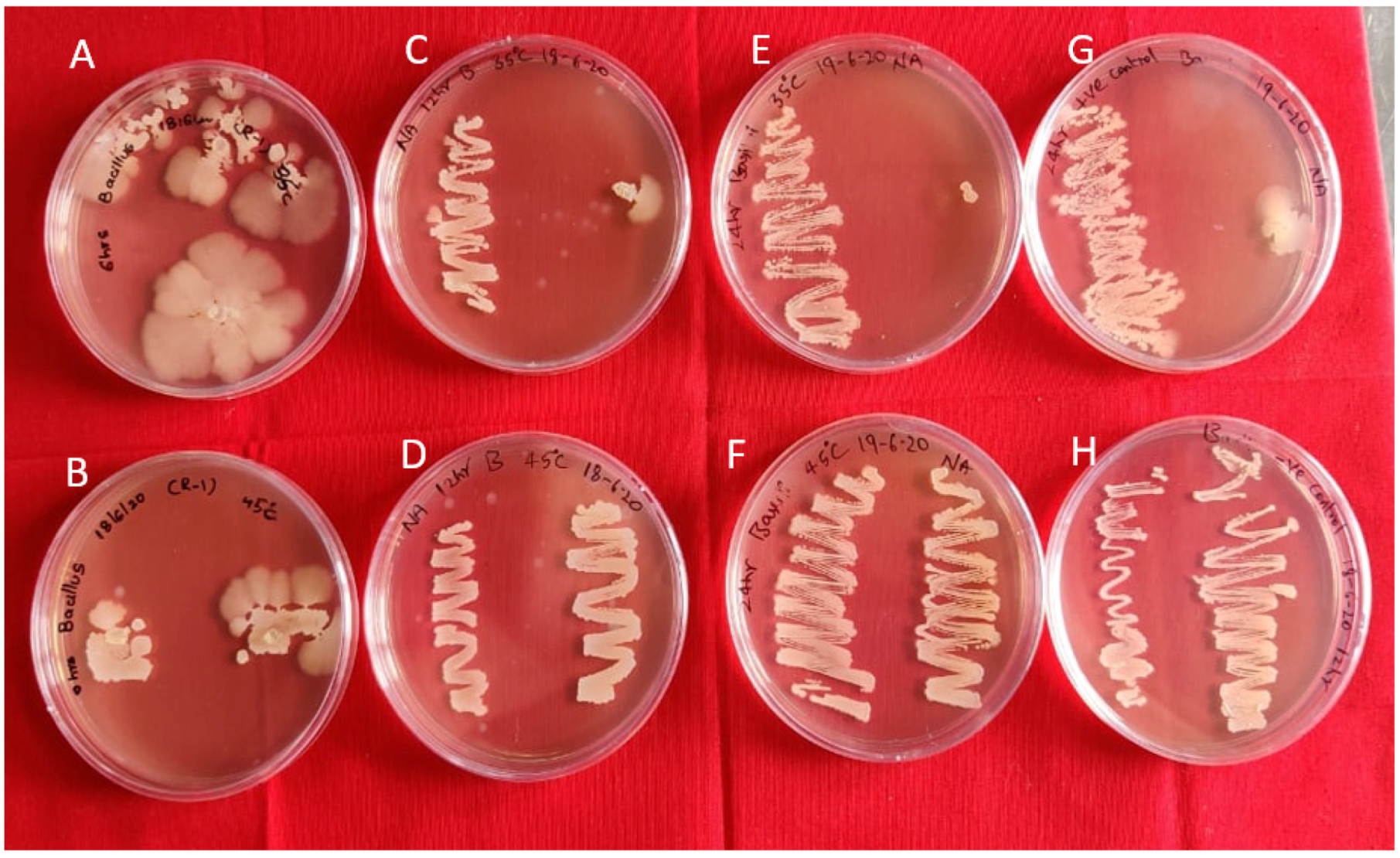 Antibiotics 11 00363 g003