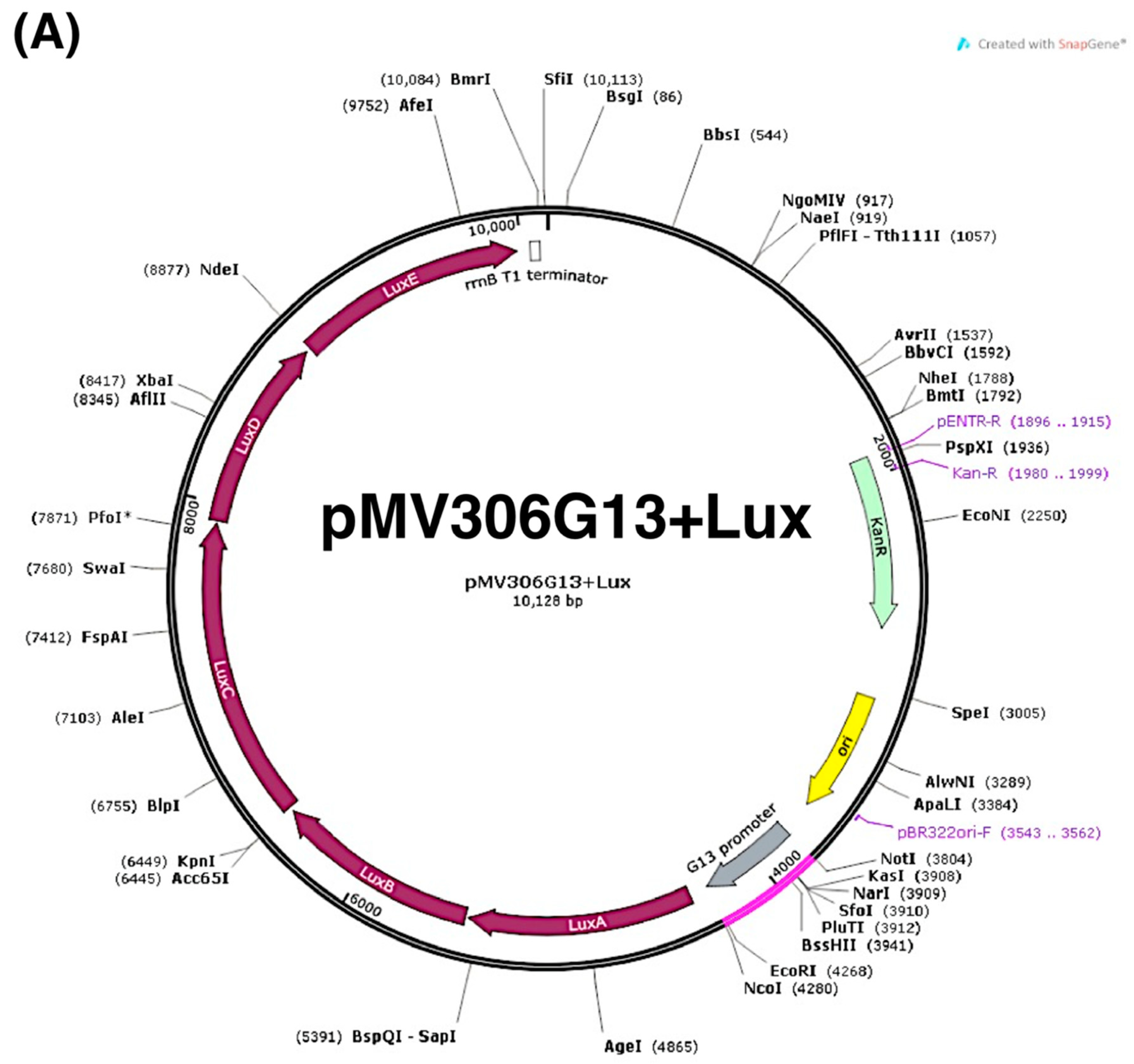 Antibiotics 11 00369 g001a