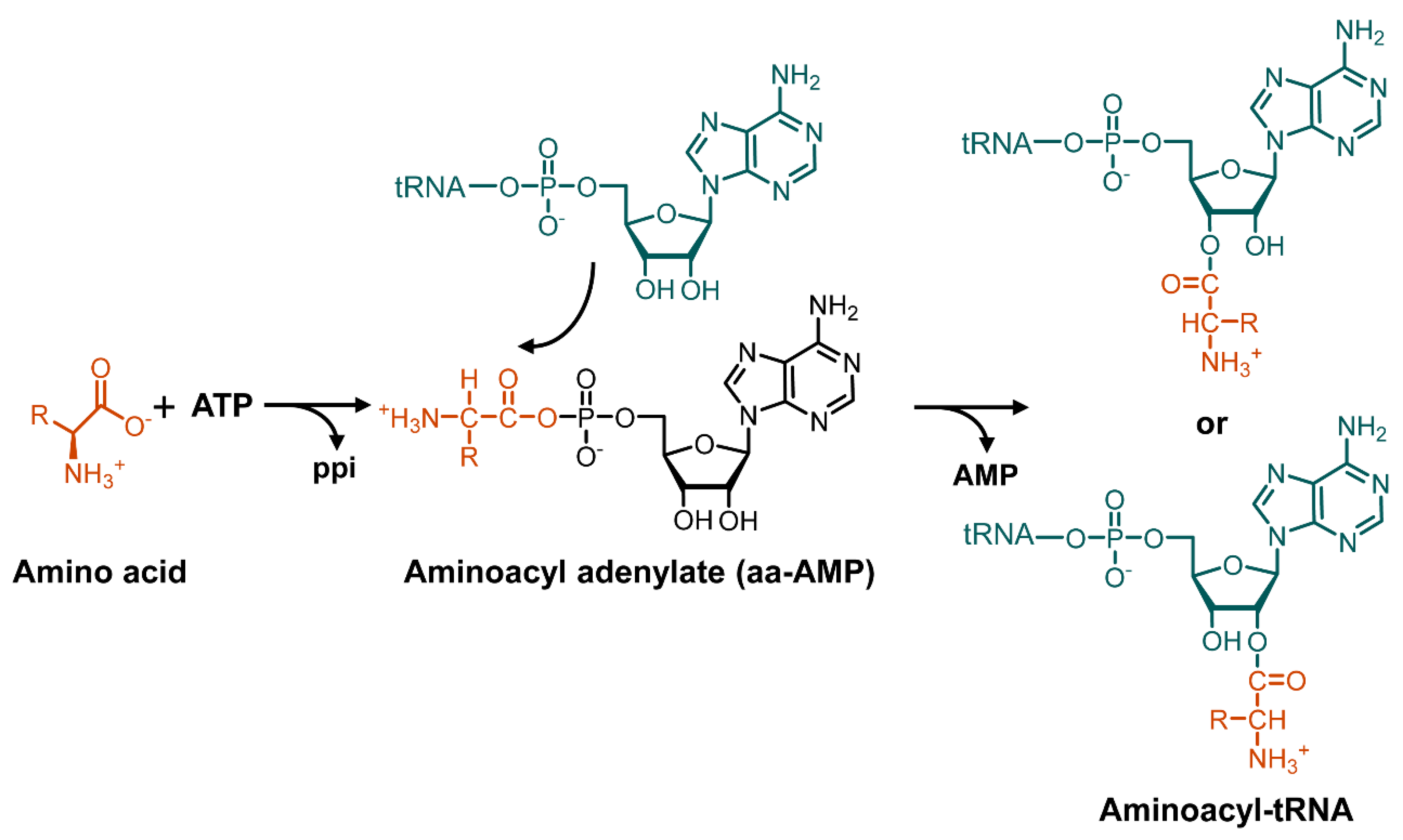 Antibiotics 11 00438 sch001
