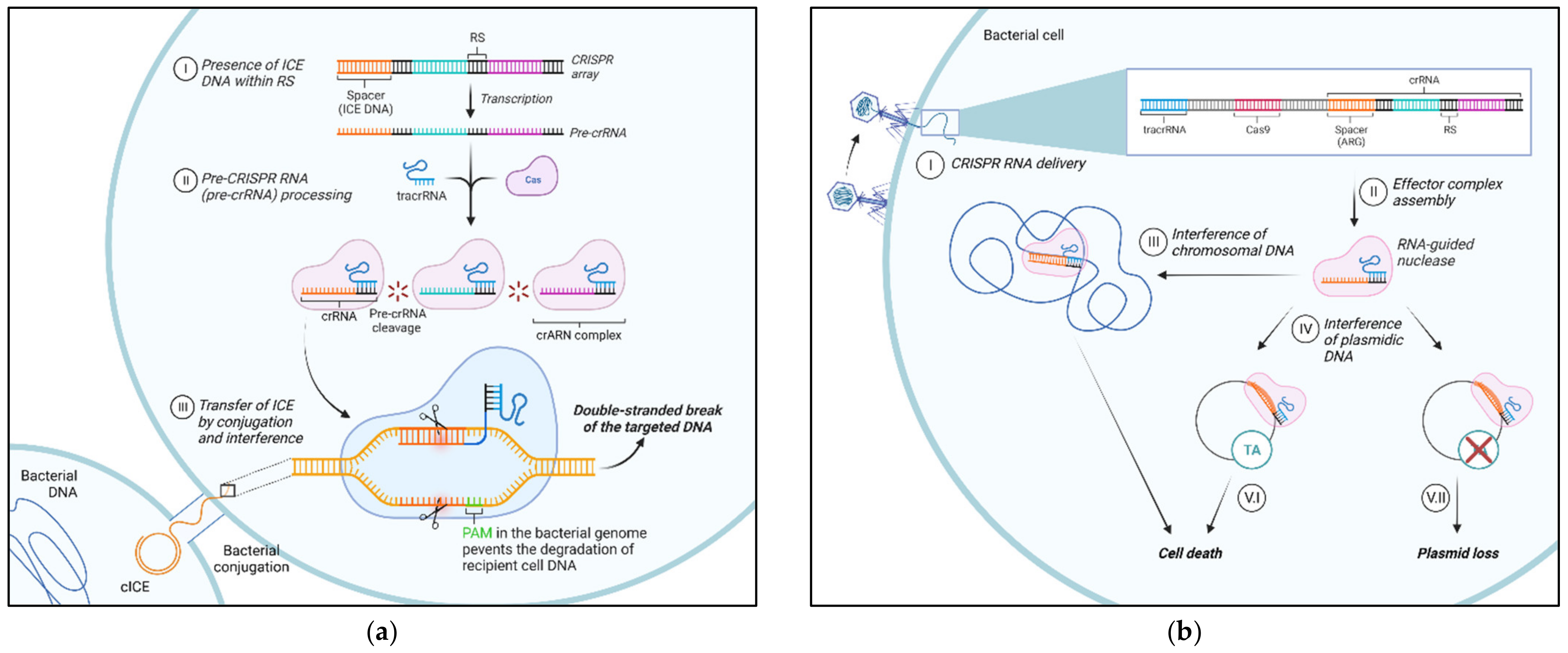 Antibiotics 11 00487 g004
