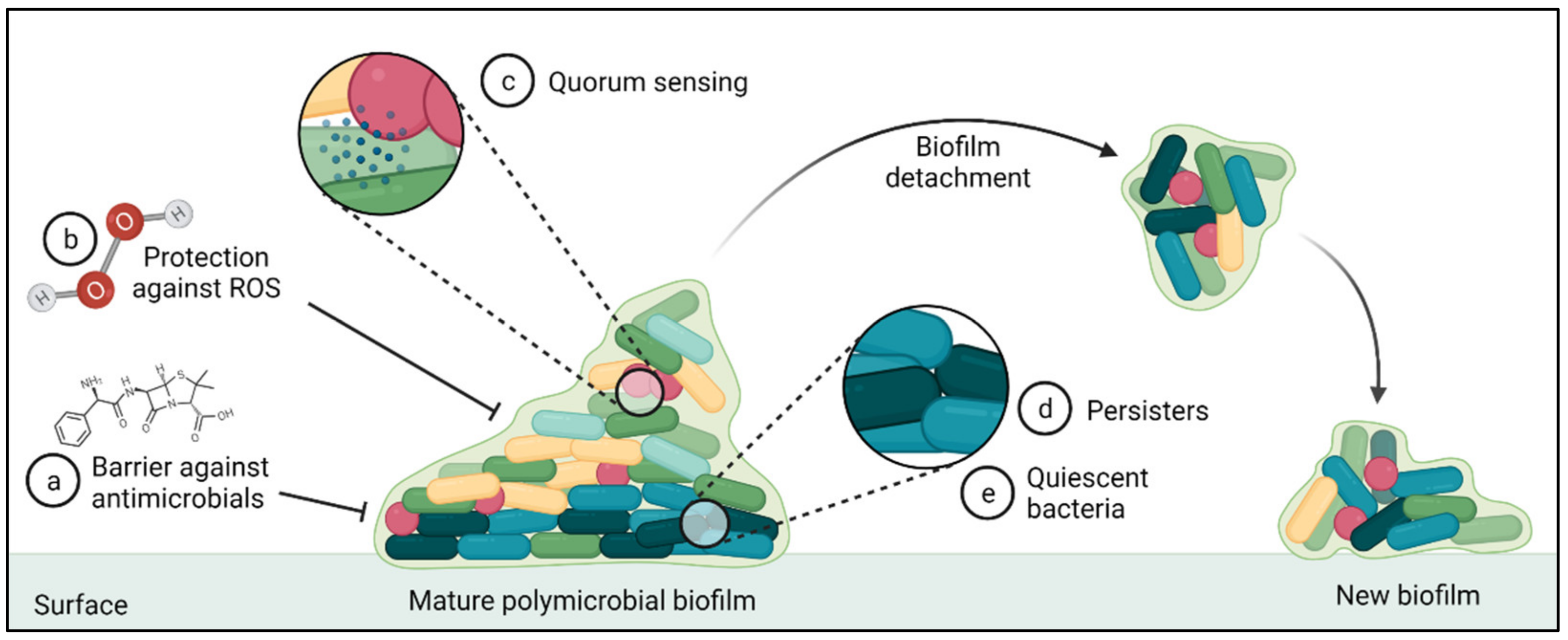 Antibiotics 11 00487 g005