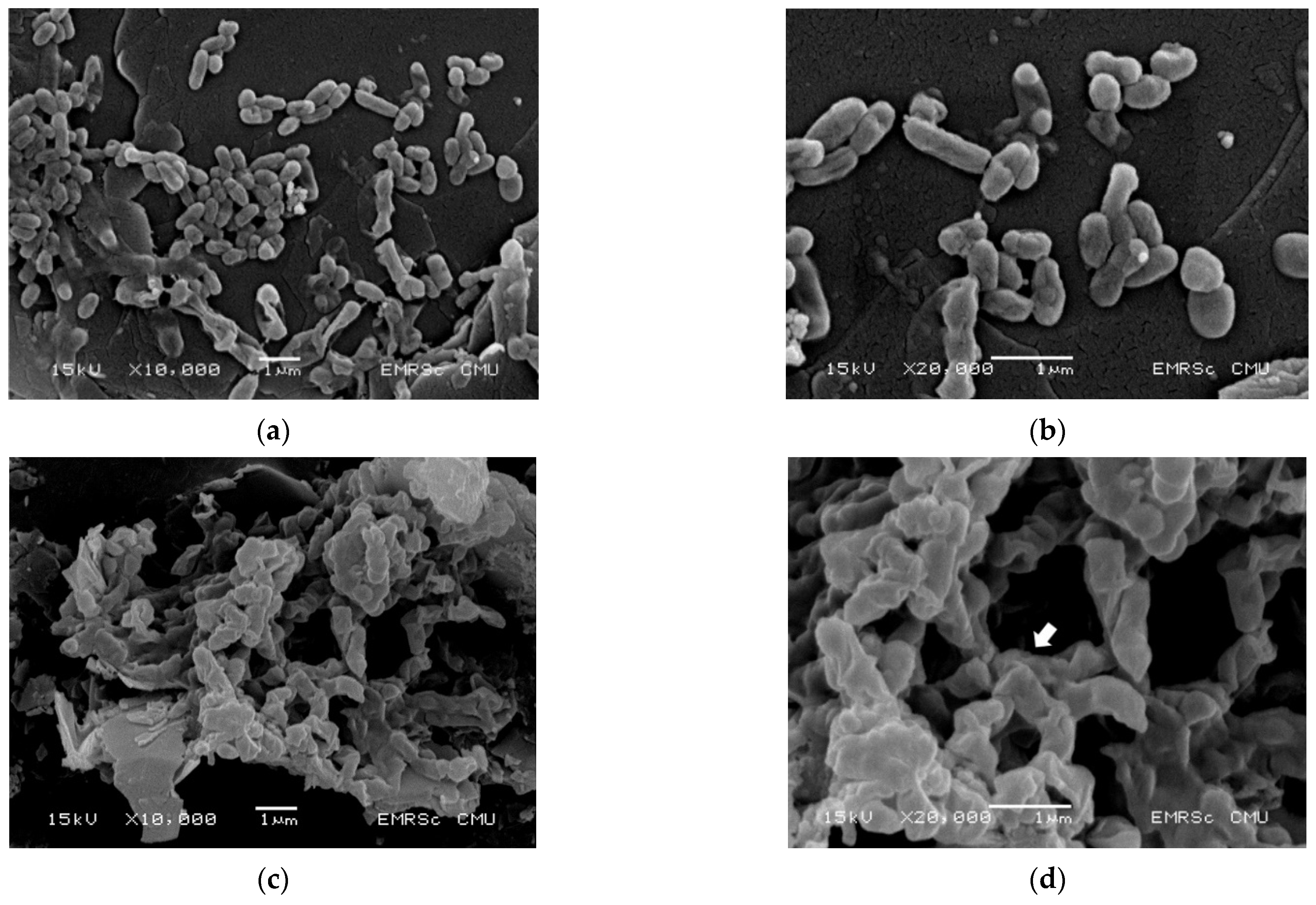 Antibiotics 11 00518 g003 Antibiotics 11 00518 g003