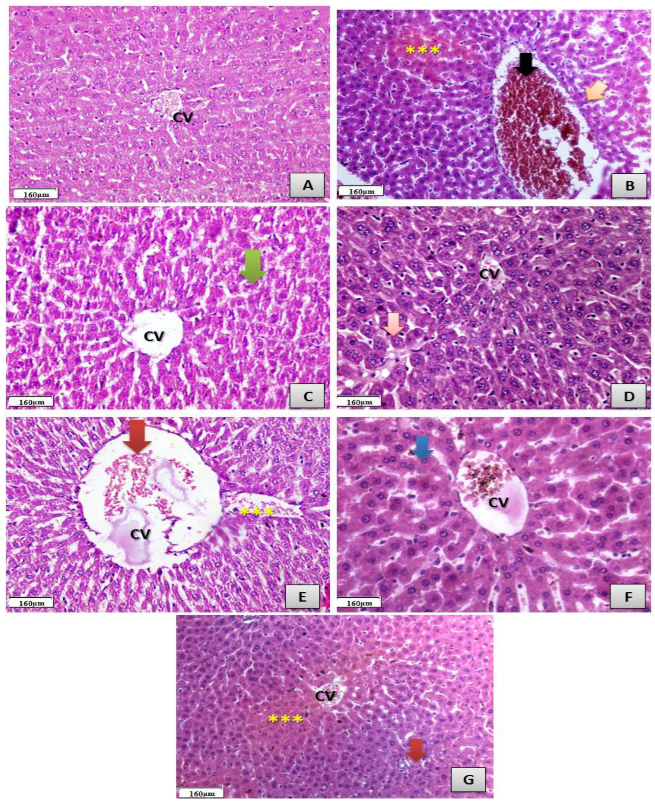 Antibiotics 11 00547 g008
