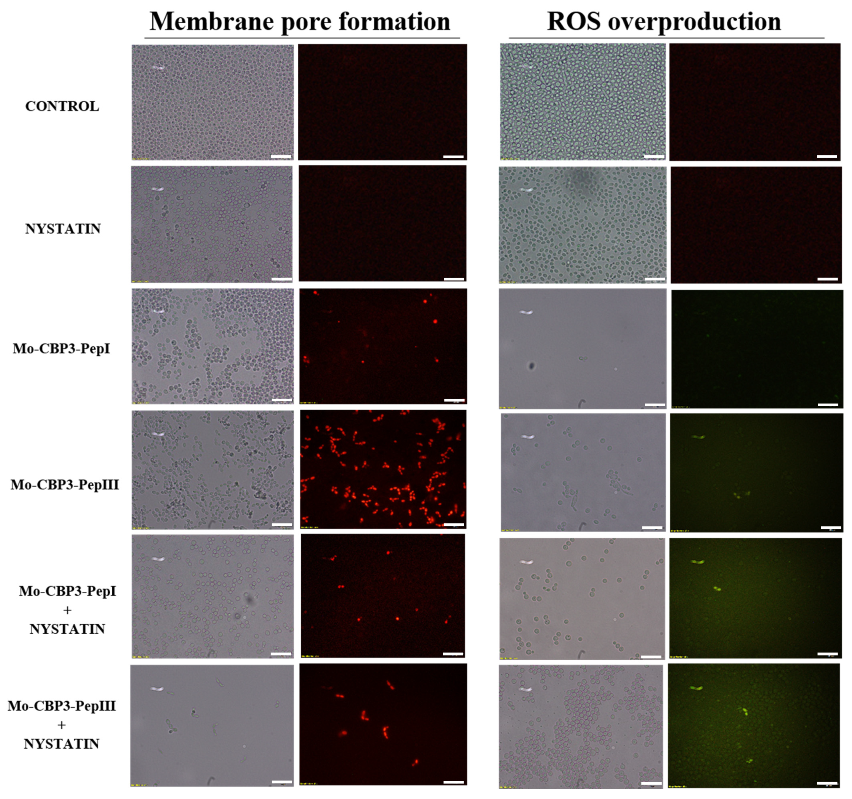Antibiotics 11 00553 g005