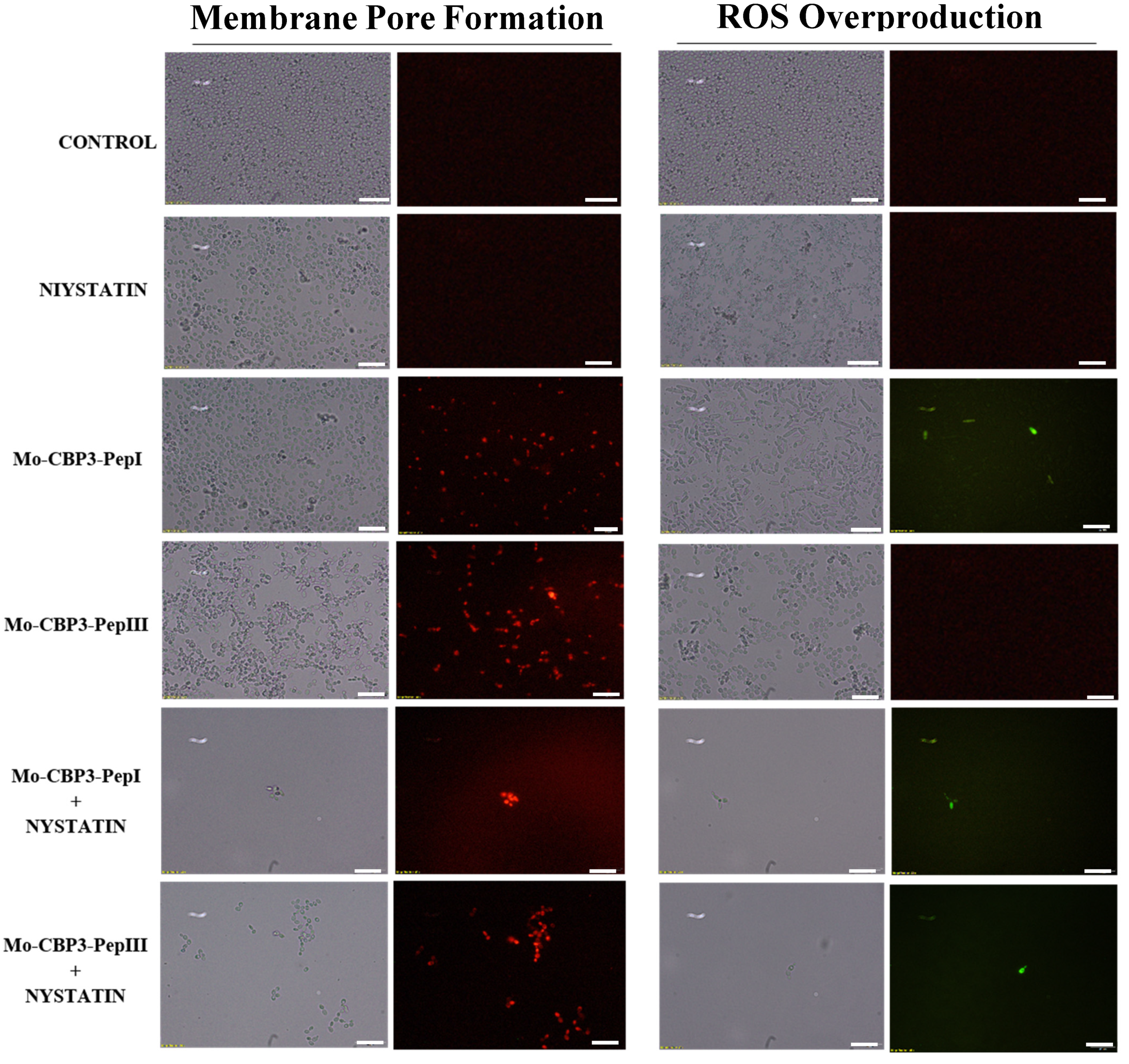 Antibiotics 11 00553 g007