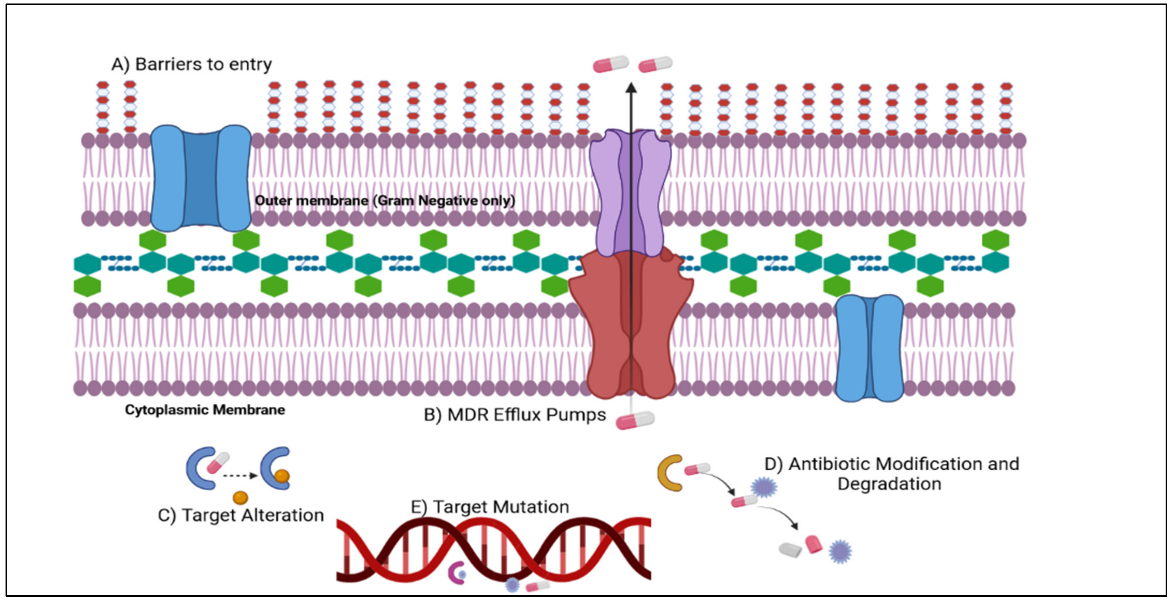 Antibiotics 11 00667 g003 Antibiotics 11 00667 g003