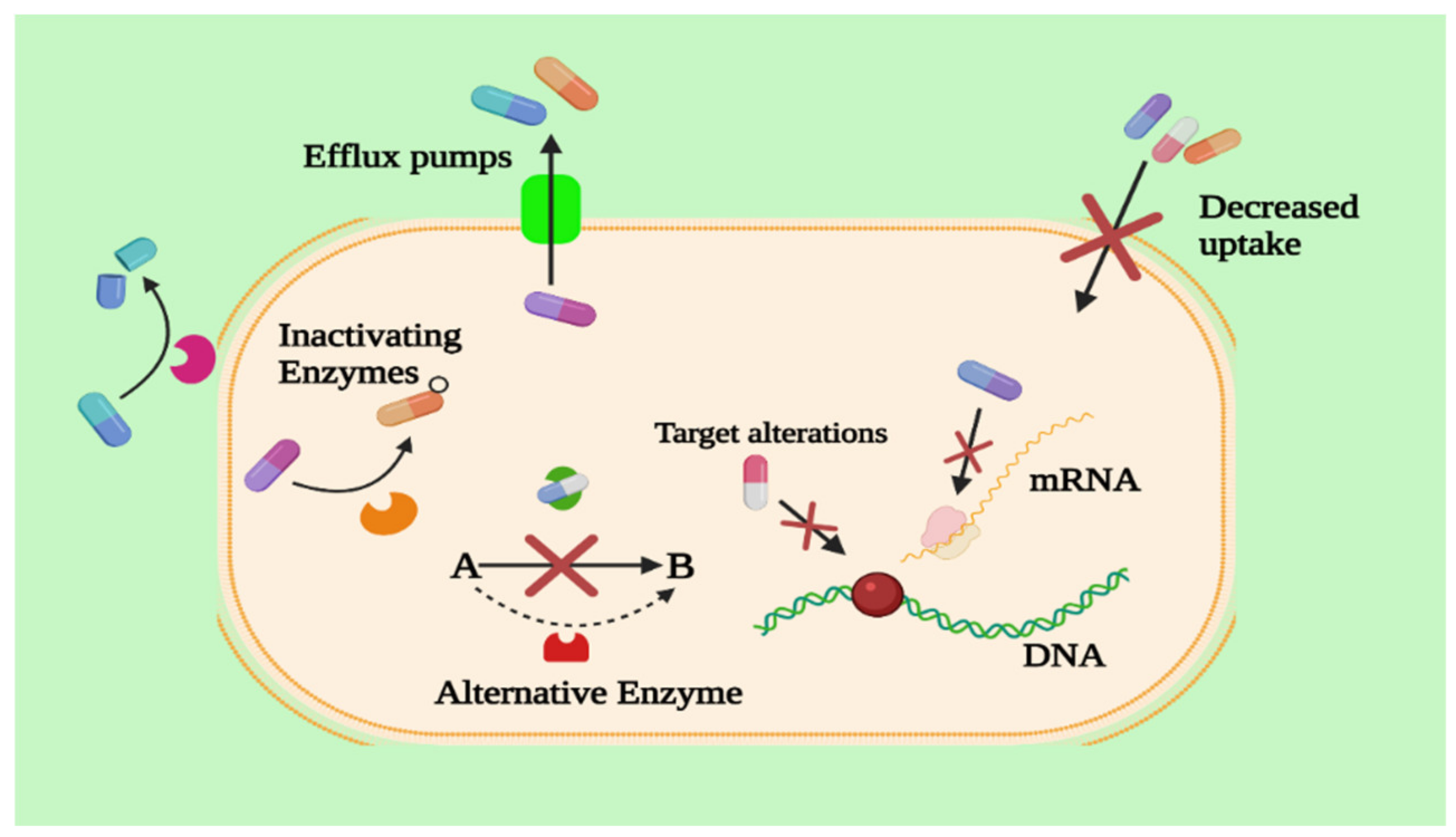 Antibiotics 11 00667 g004 Antibiotics 11 00667 g004