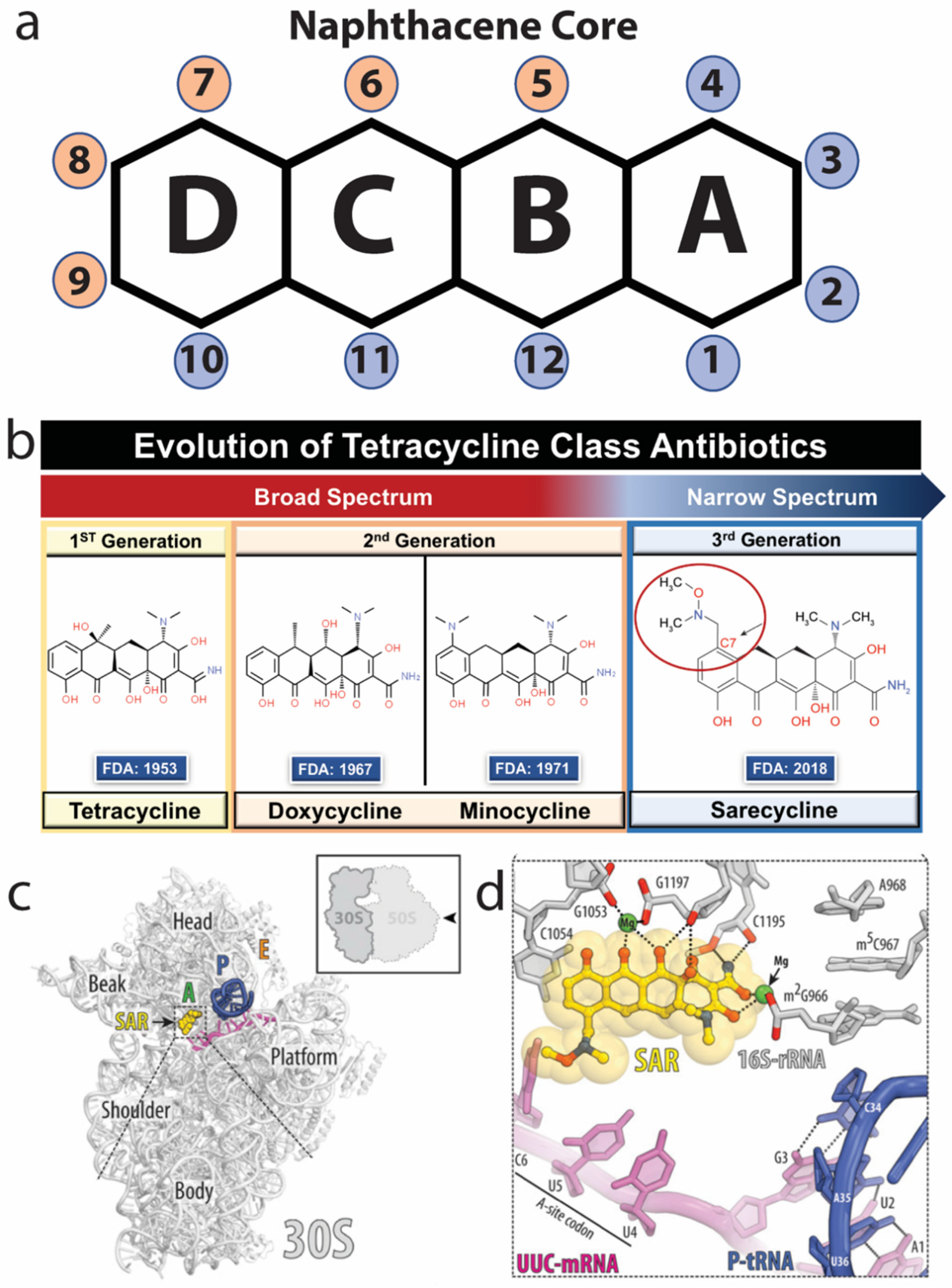 Antibiotics 11 00722 g002