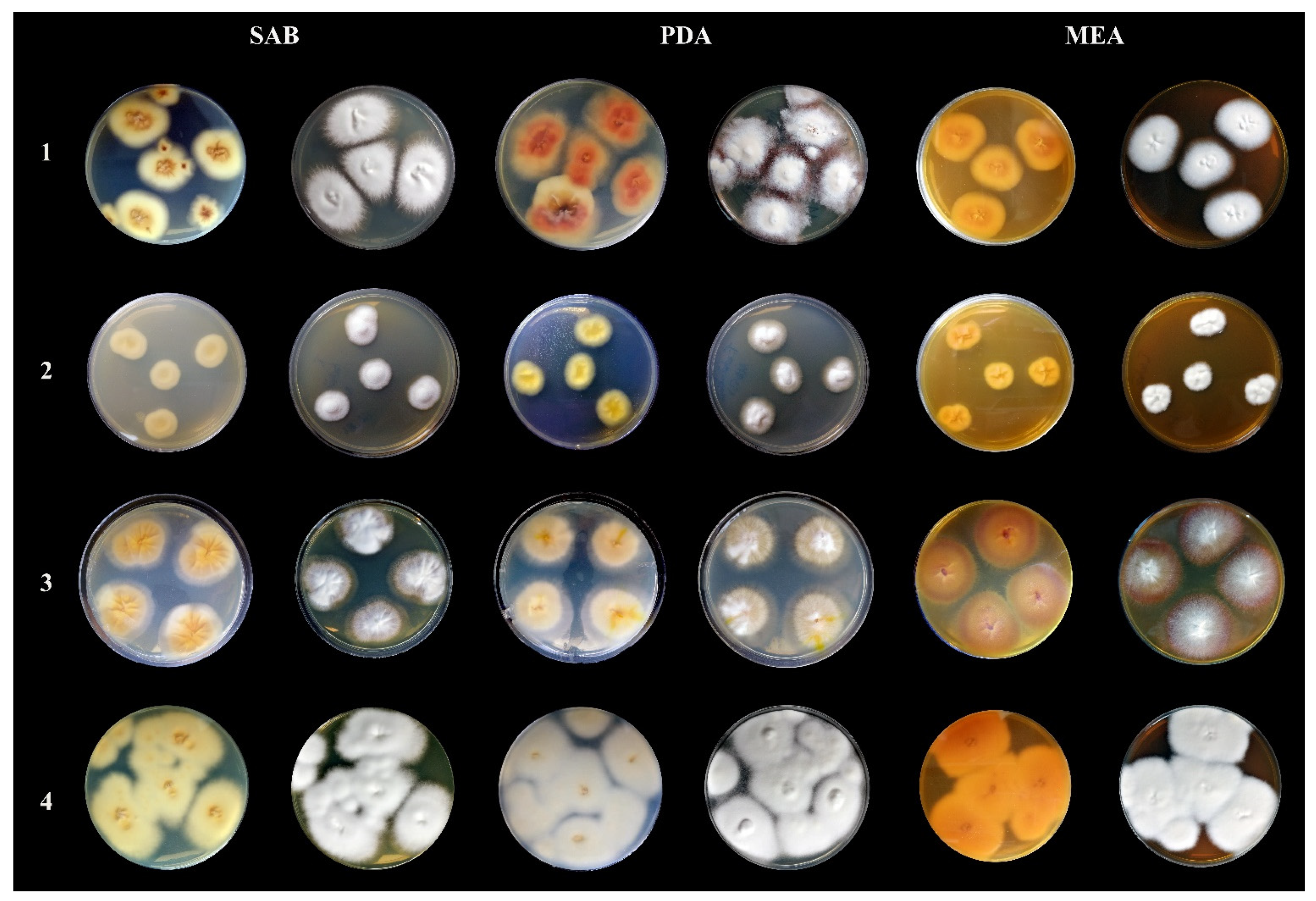 Antibiotics 11 00739 g003
